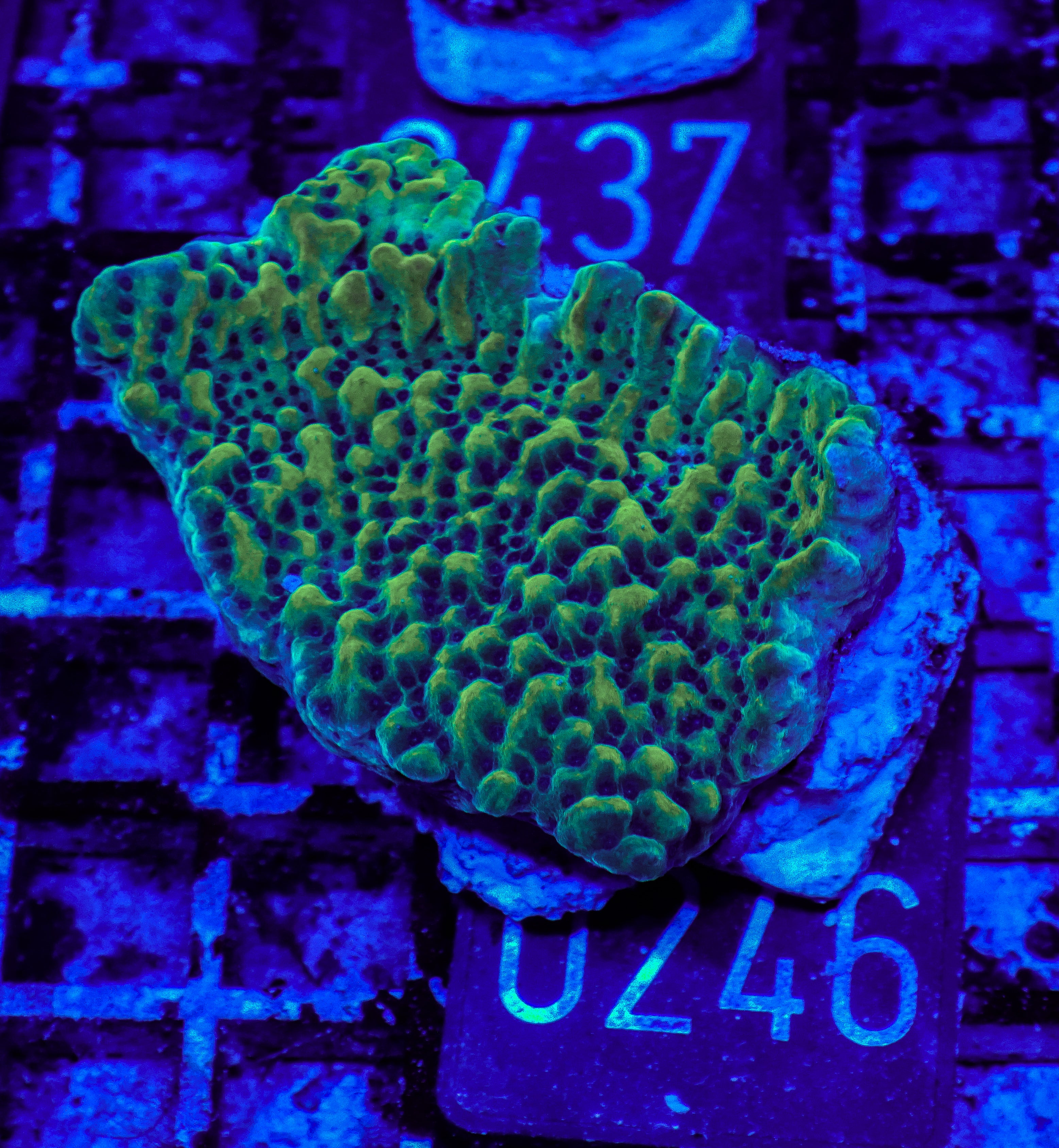 Montipora danae "flaming Joe"