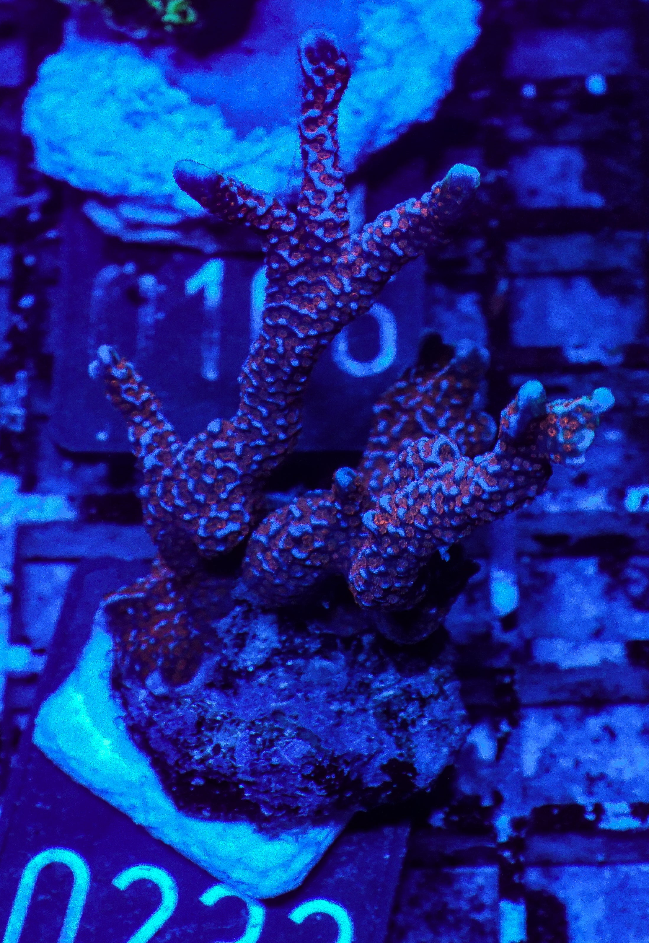 Montipora samarensis