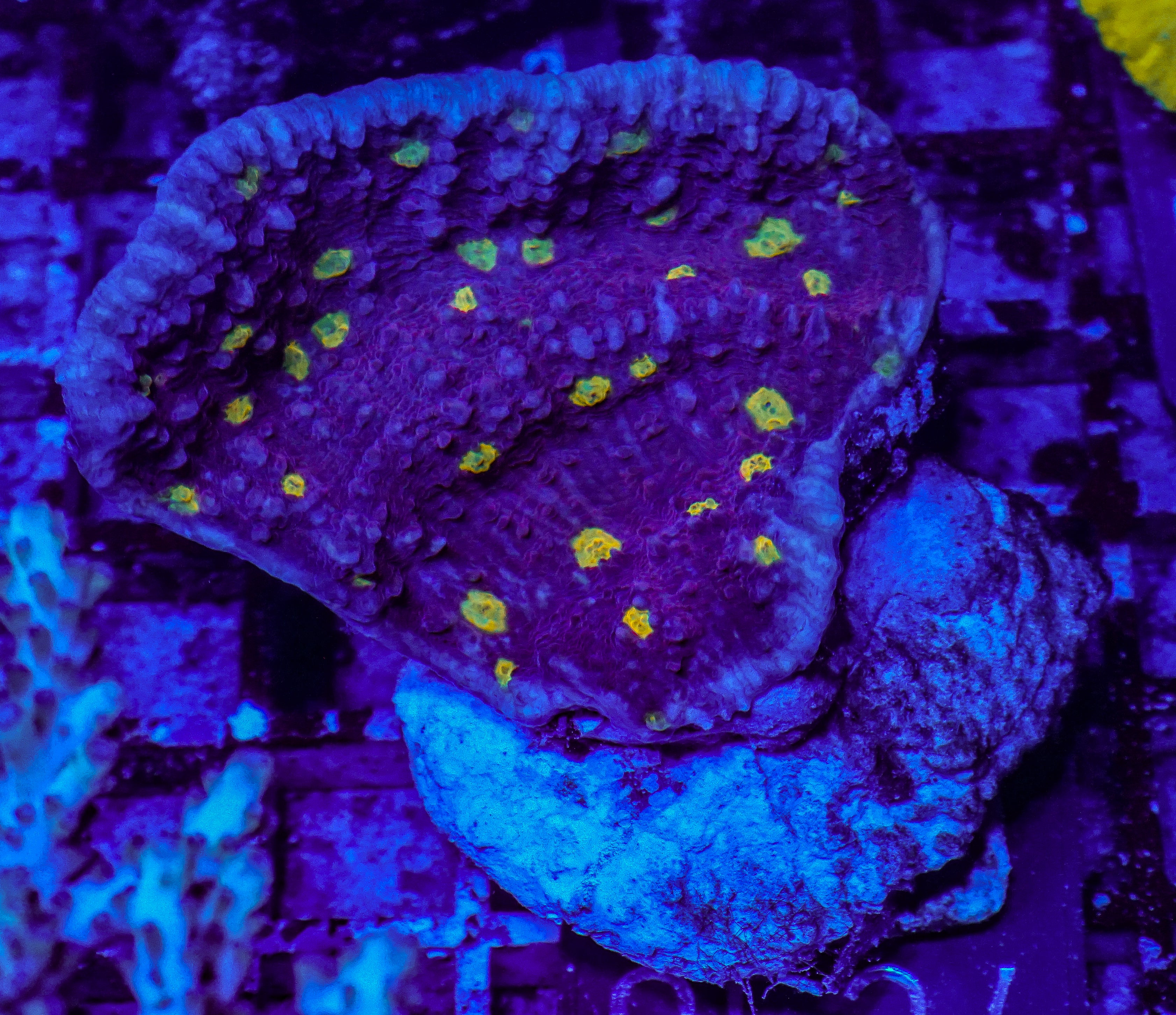 Chalice "Cosmic Eye"