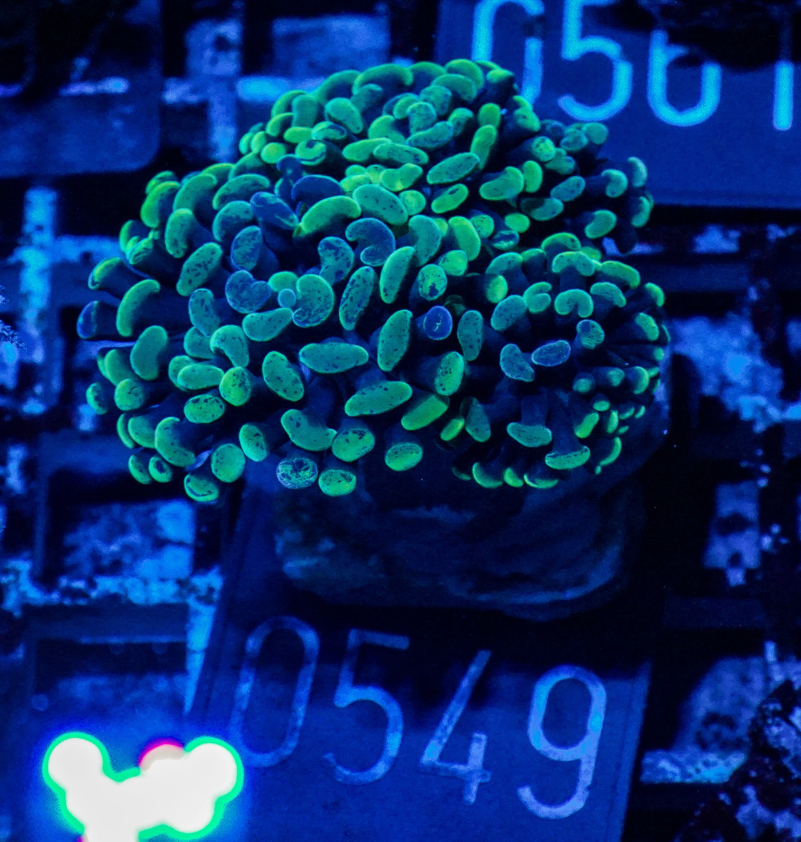 Euphyllia/Fimbriaphyllia paraancora