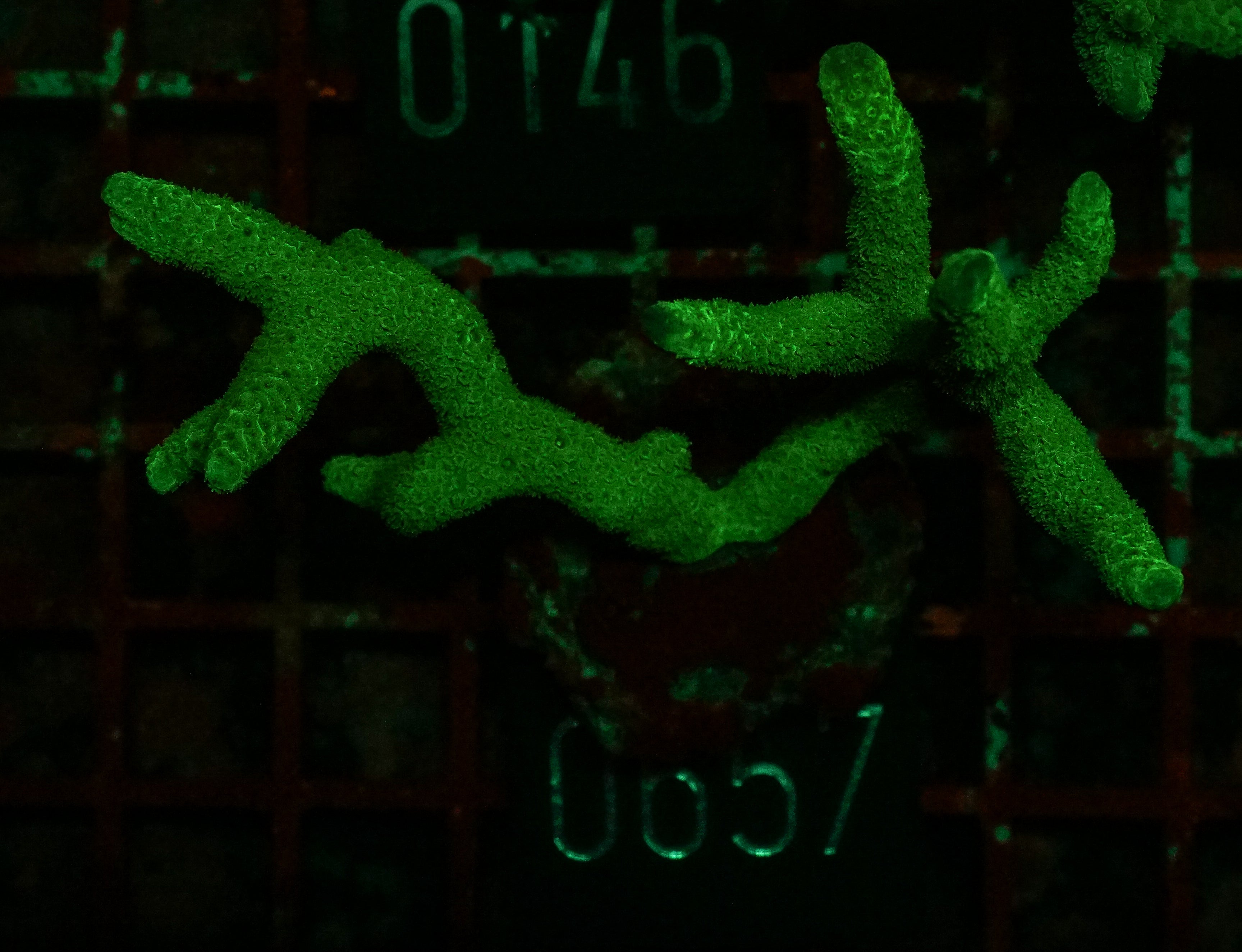 Montipora digitata grün