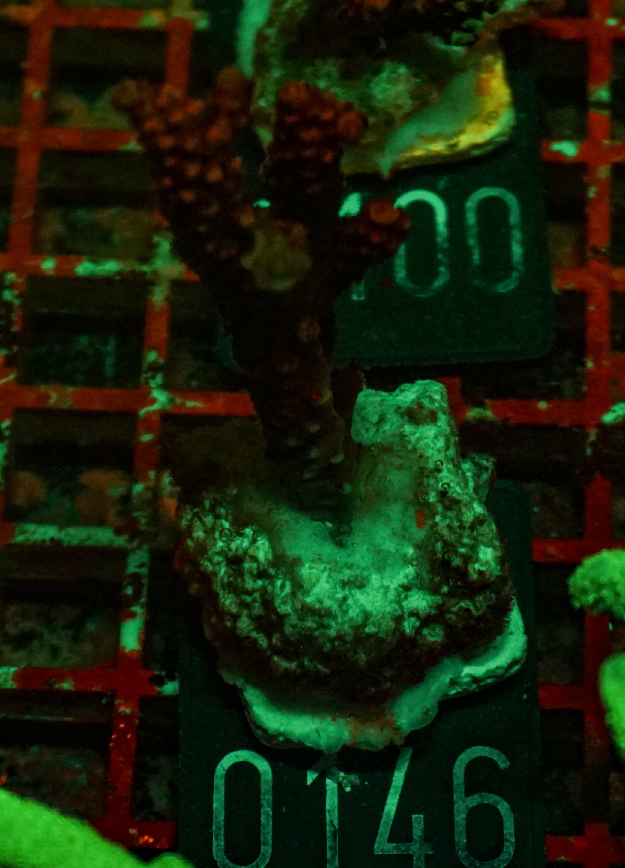 Acropora vermiculata “red jacket”