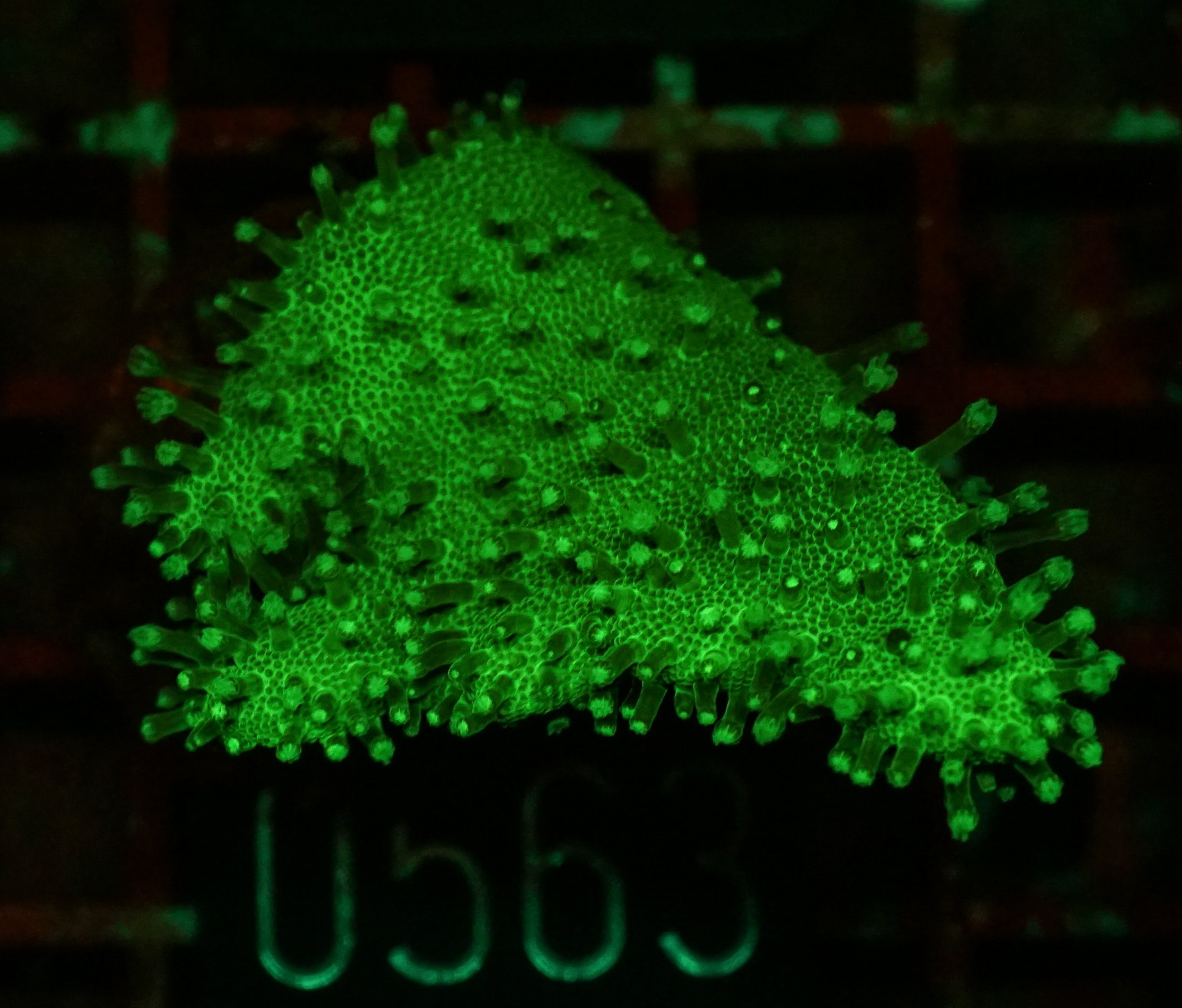 Lobophytum sp. "green"