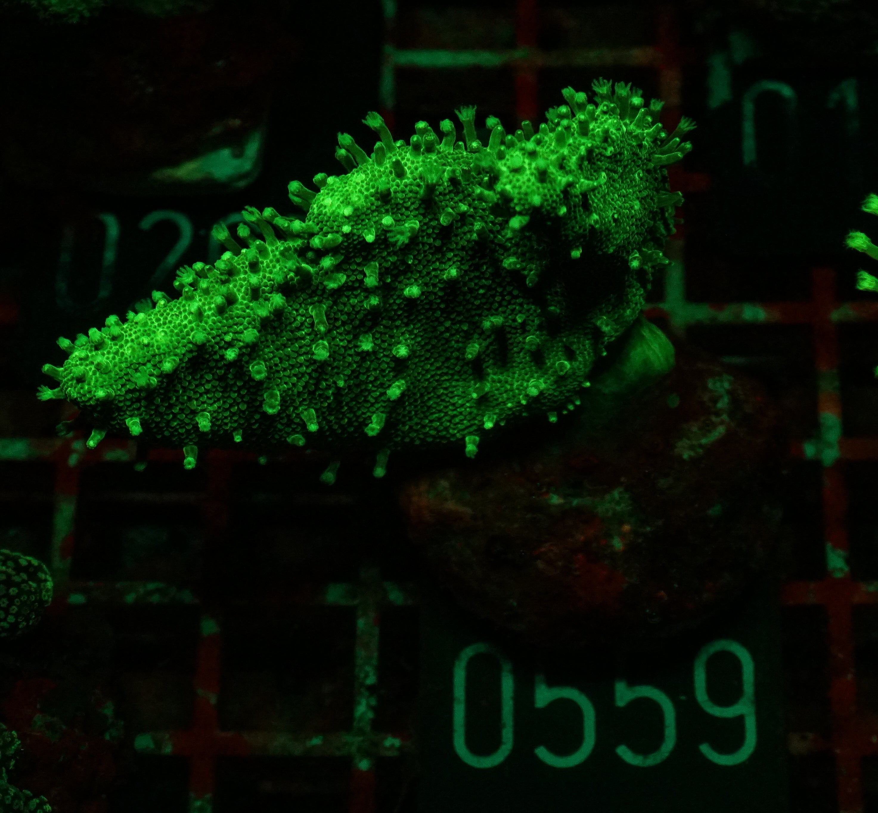 Lobophytum sp. "green"