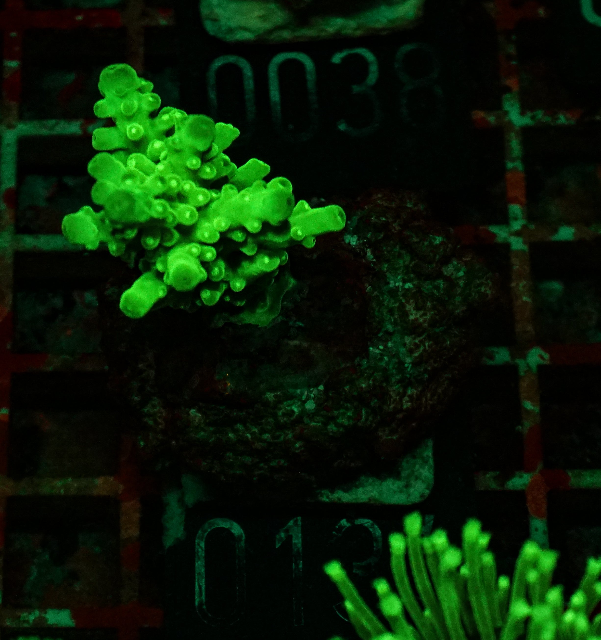Acropora austera “golden age”