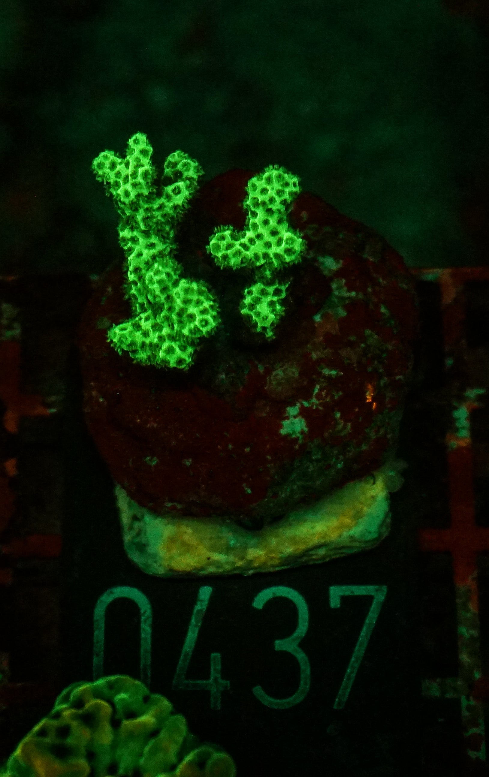 Pocillopora damicornis "green"
