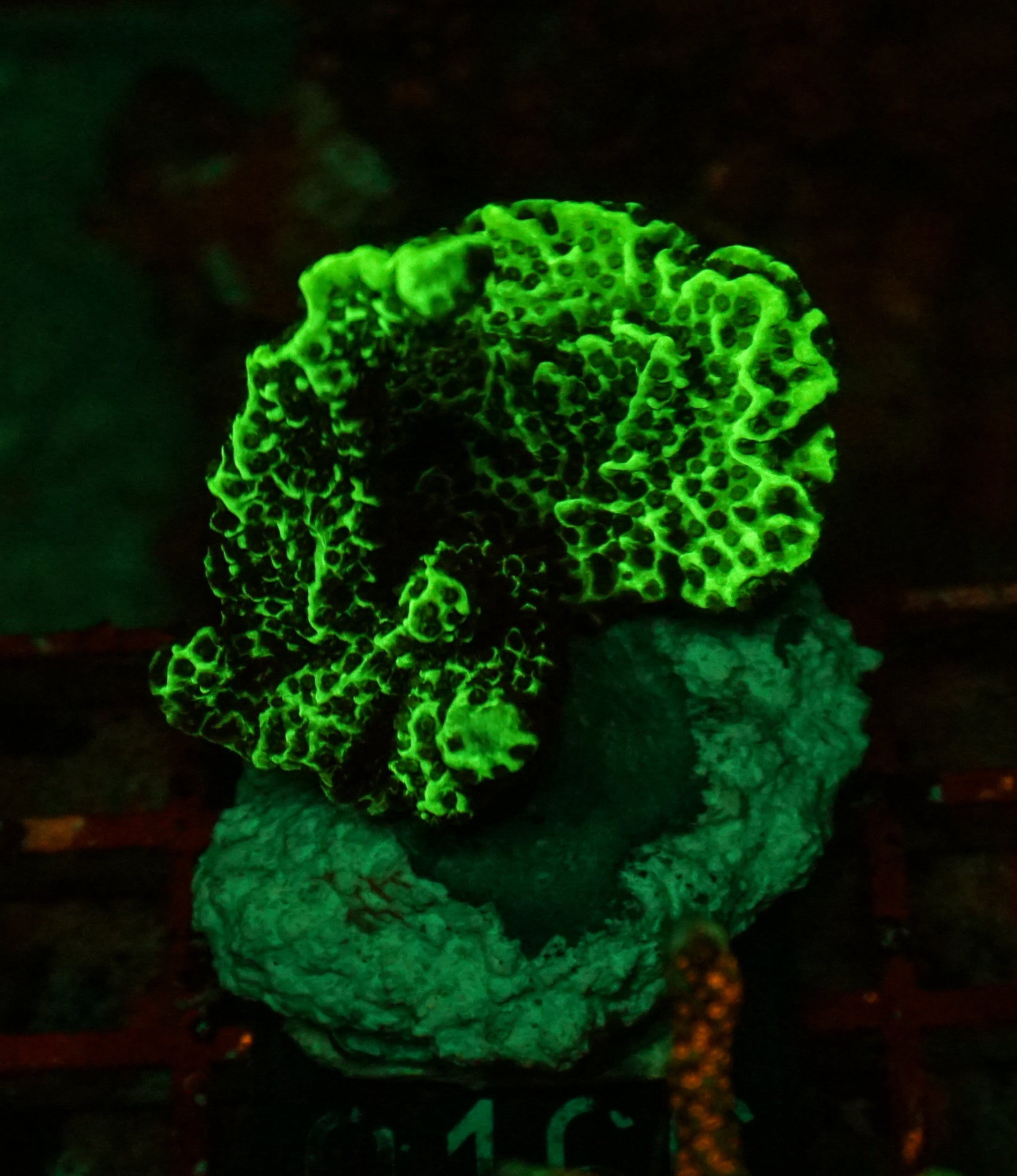 Montipora confusa