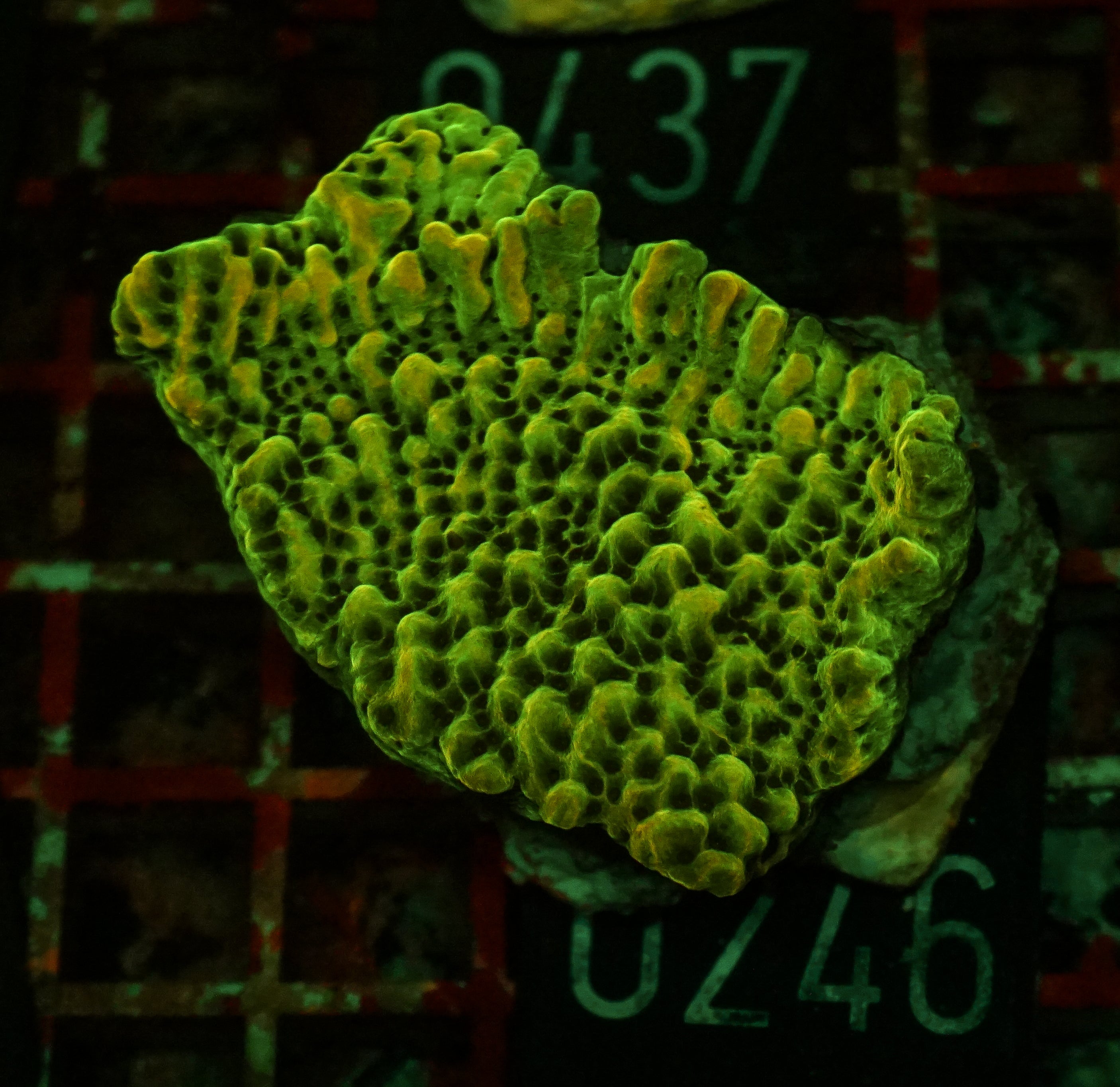 Montipora danae "flaming Joe"