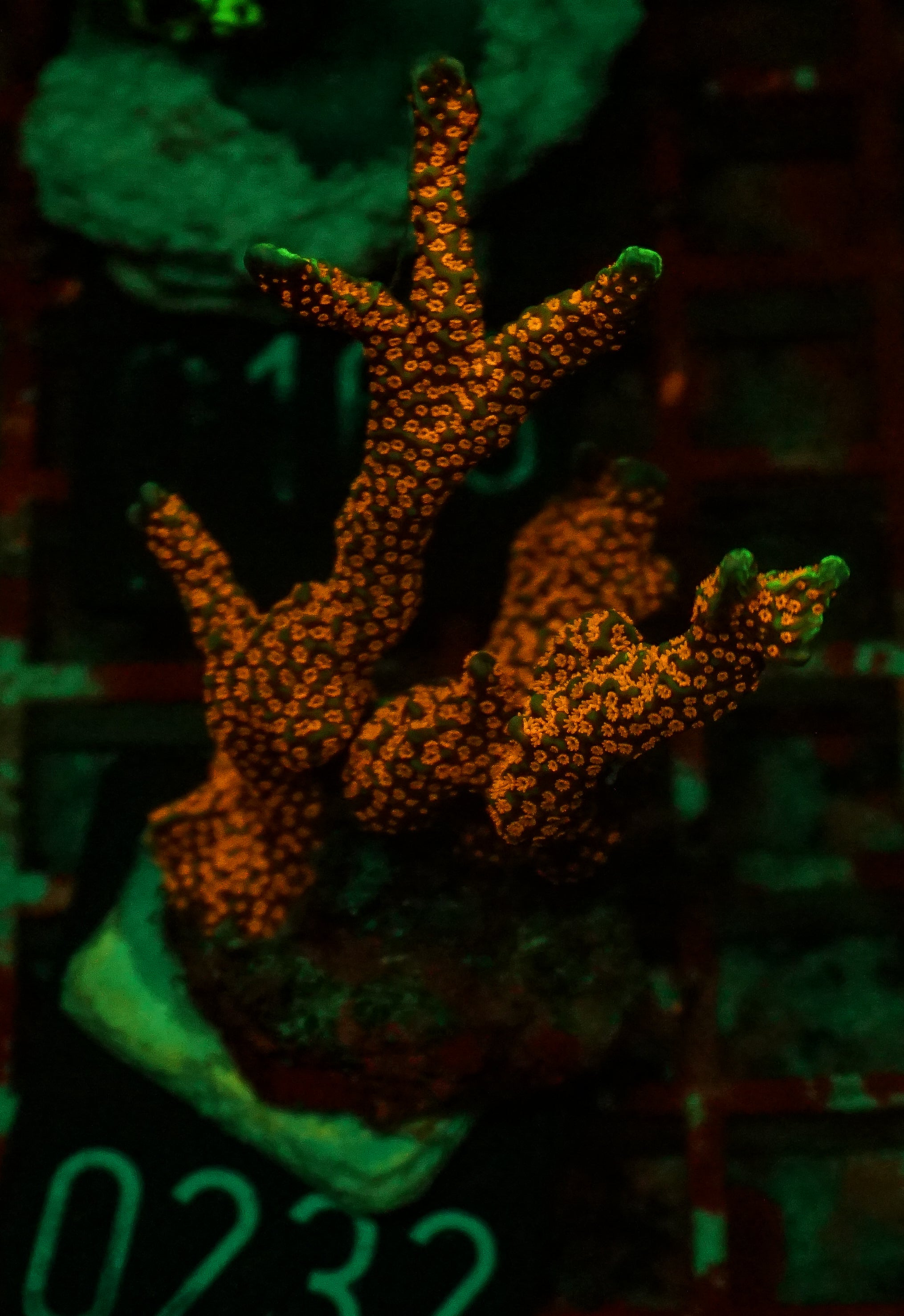 Montipora samarensis