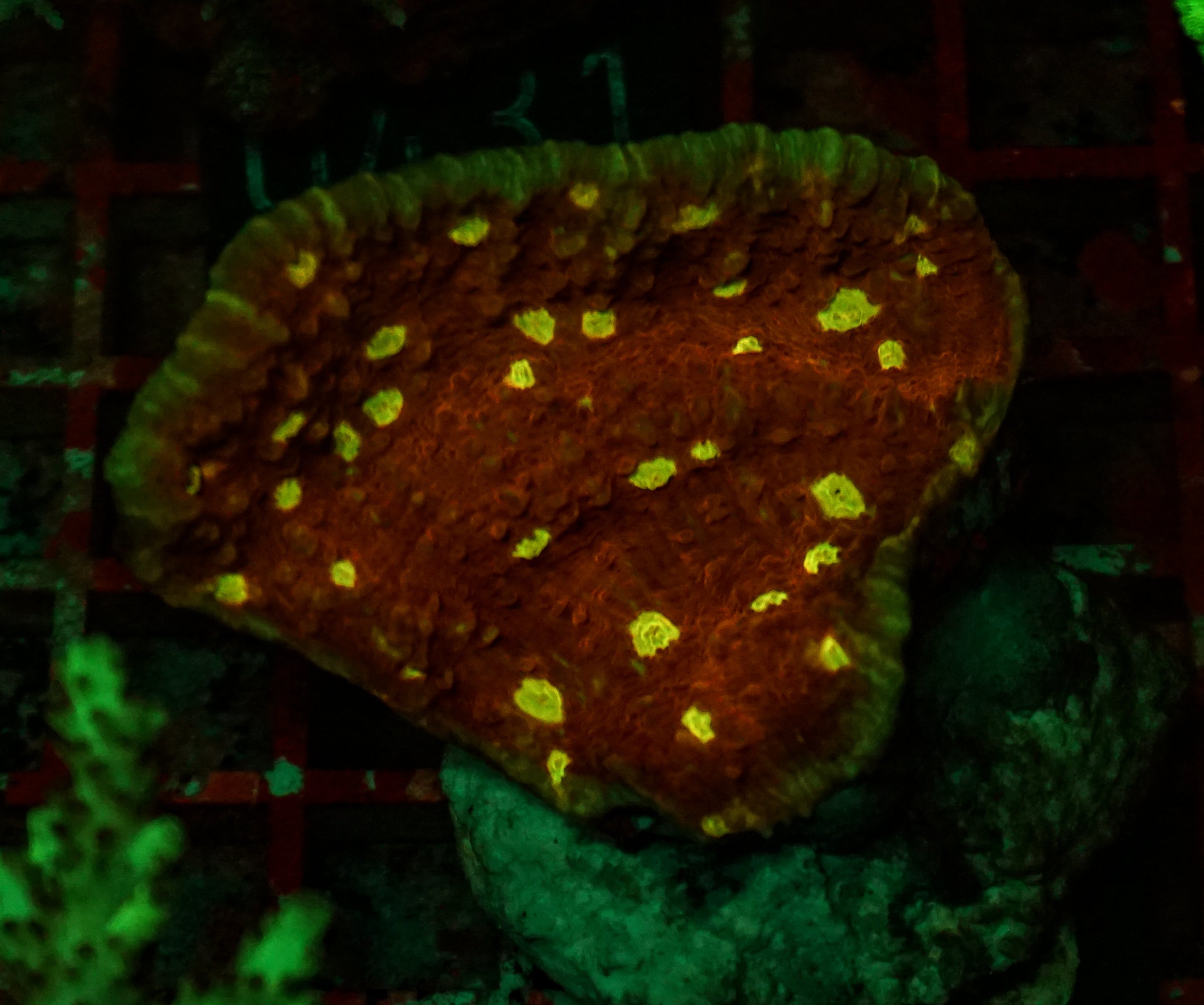 Chalice "Cosmic Eye"