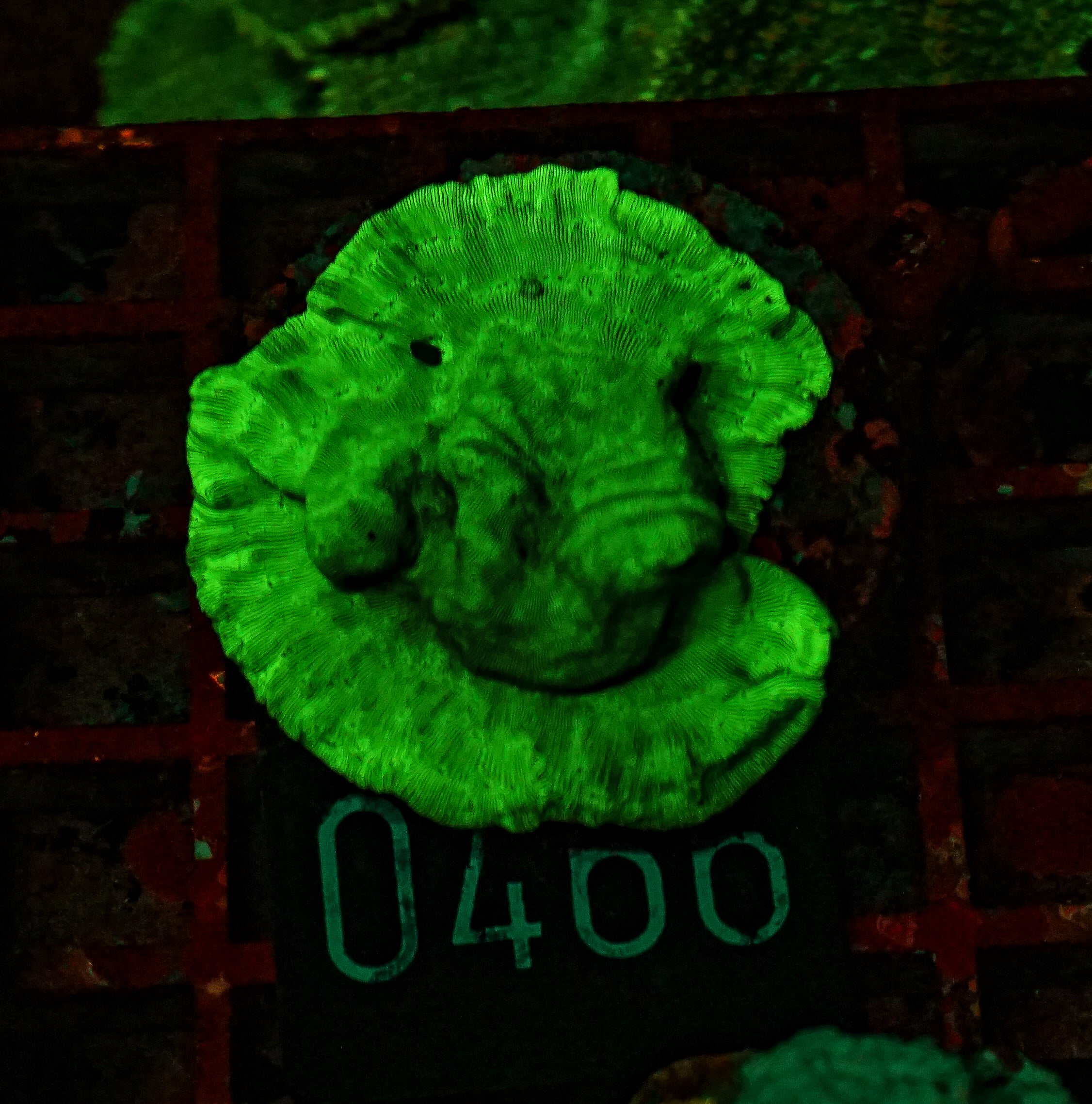 Leptoseris explanata