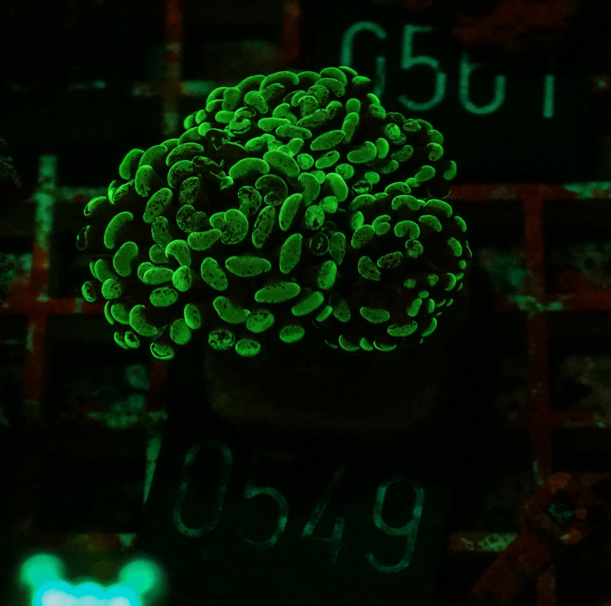 Euphyllia/Fimbriaphyllia paraancora