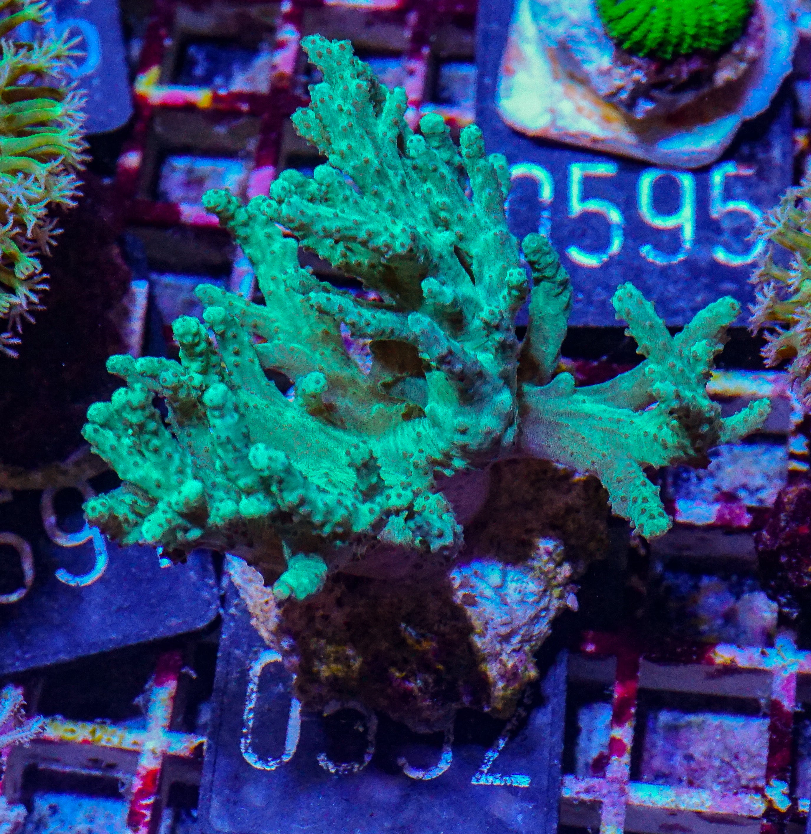 Sinularia/ Sclerophytum sp. “green”