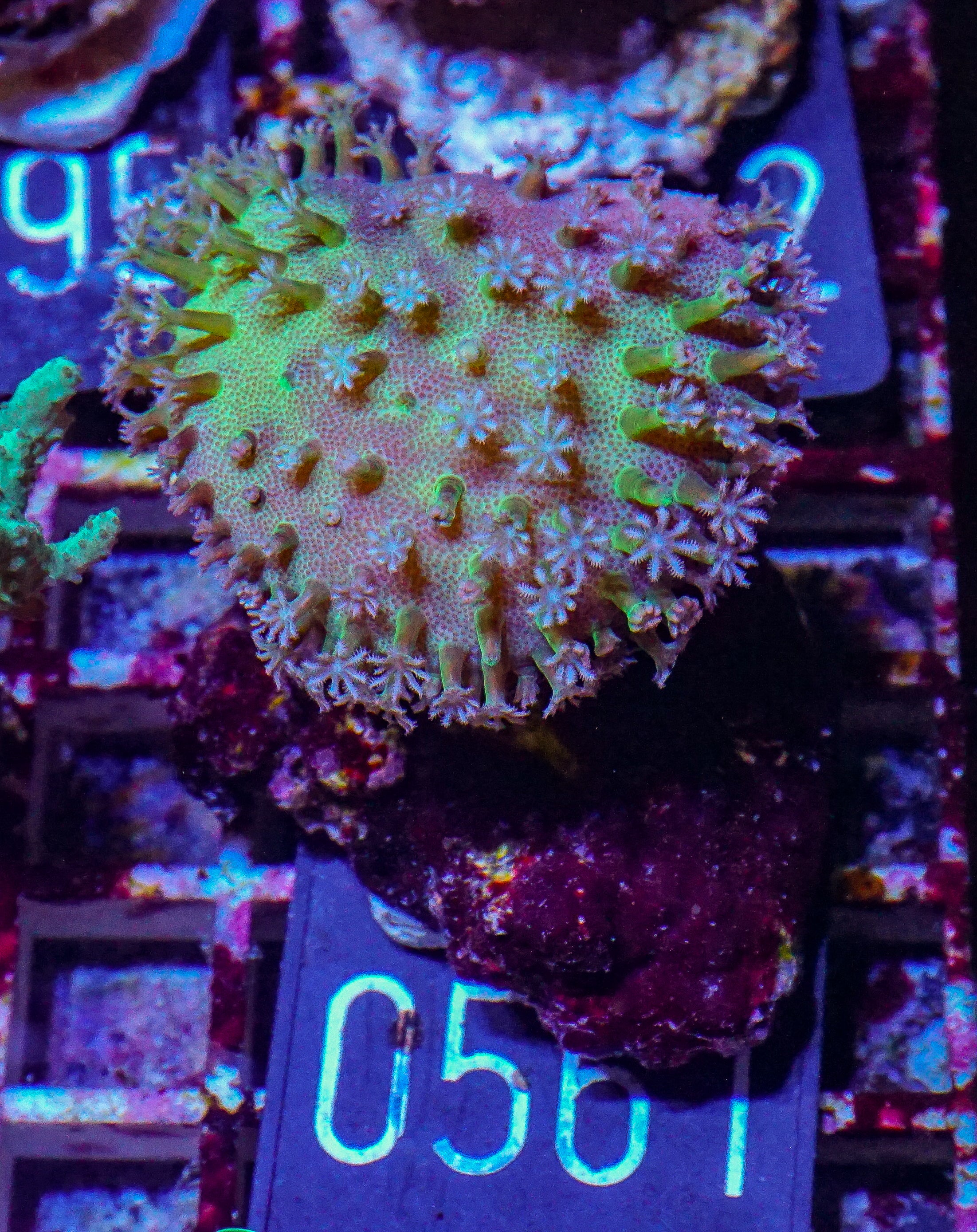 Sarcophyton ehrenbergi "white polyps"