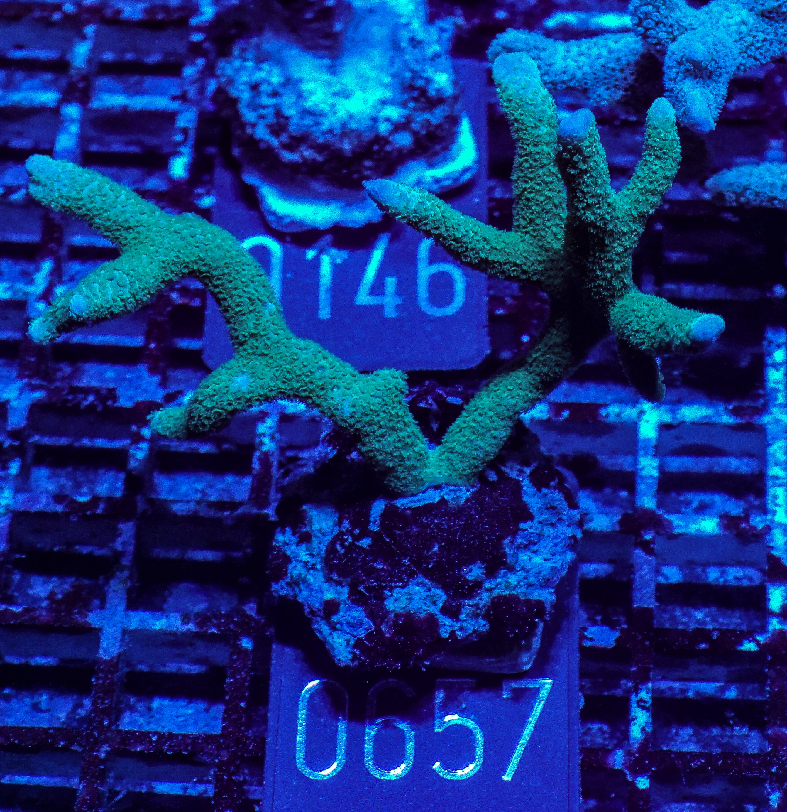 Montipora digitata purple