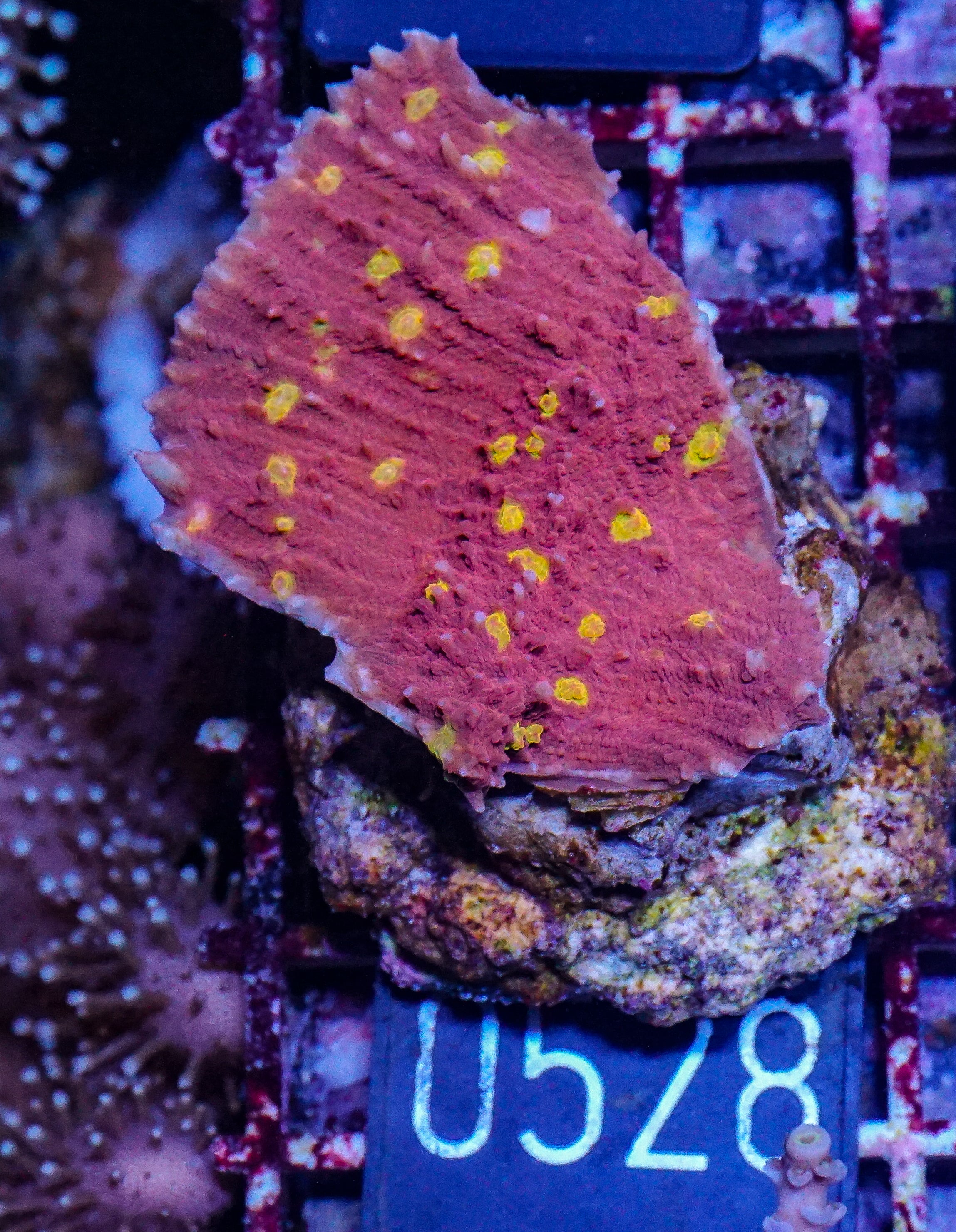 Chalice "Cosmic Eye"