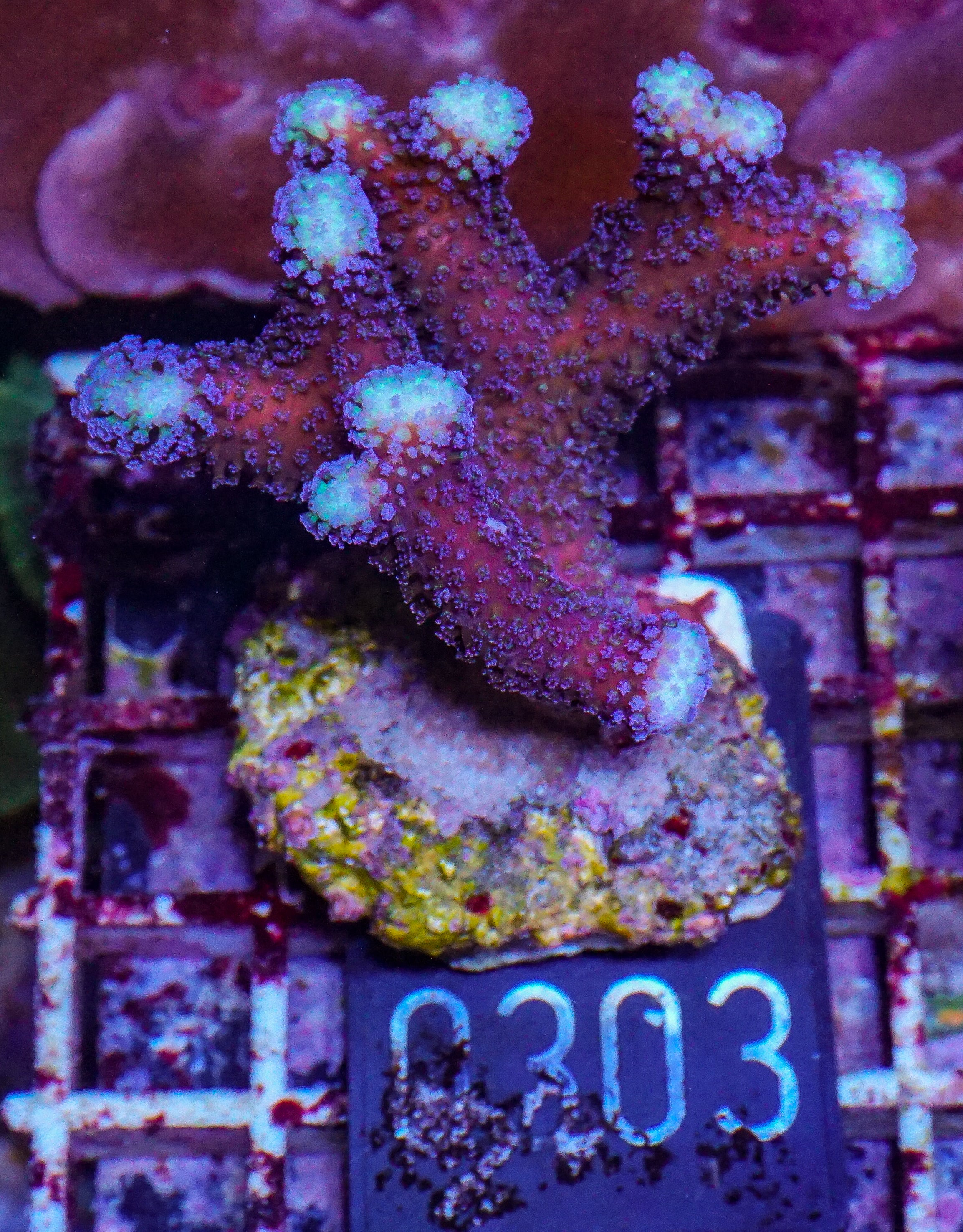 Stylophora pistillata "Milka"