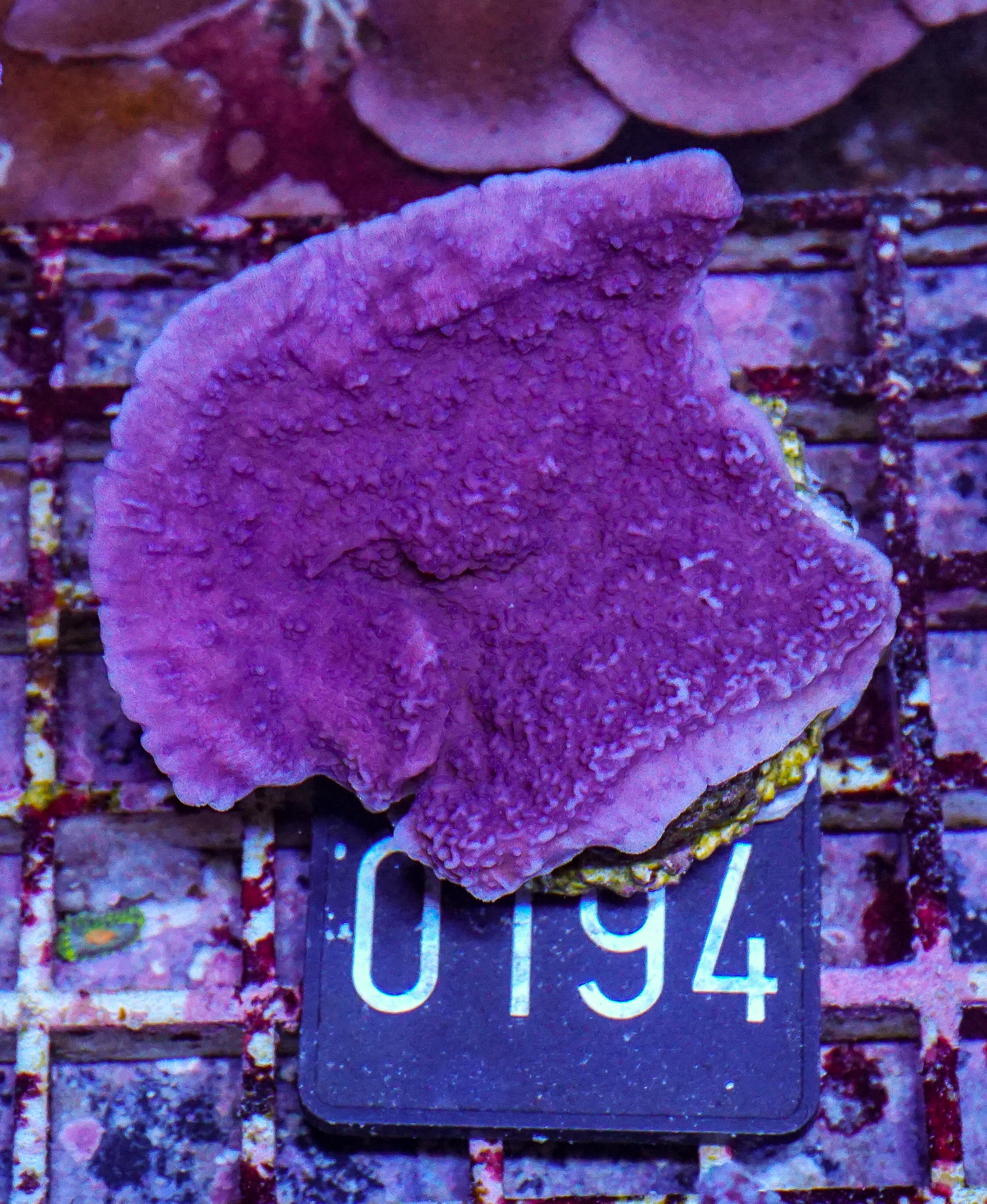Montipora sp. purple