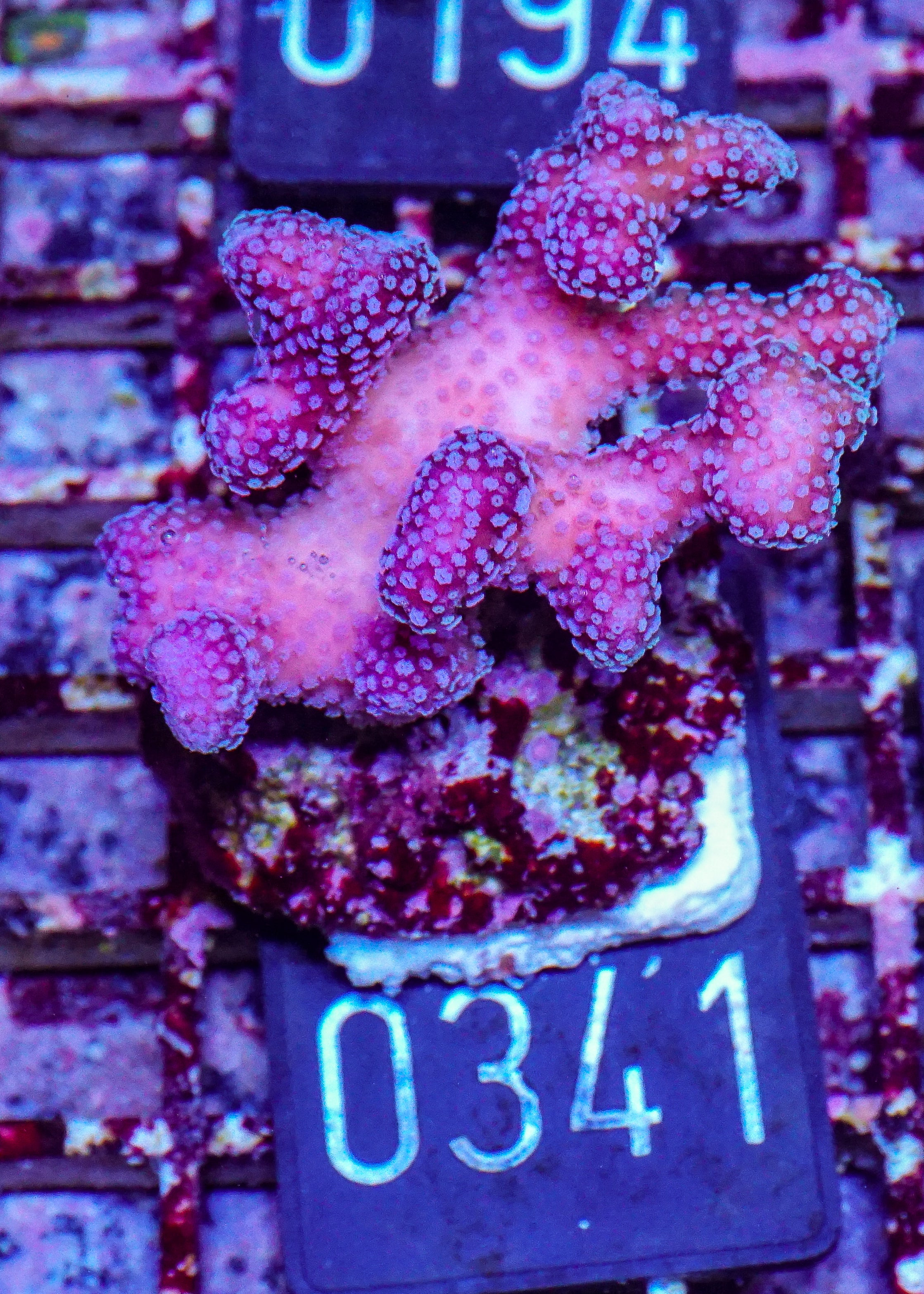 Stylophora pistillata "pink-white tips"