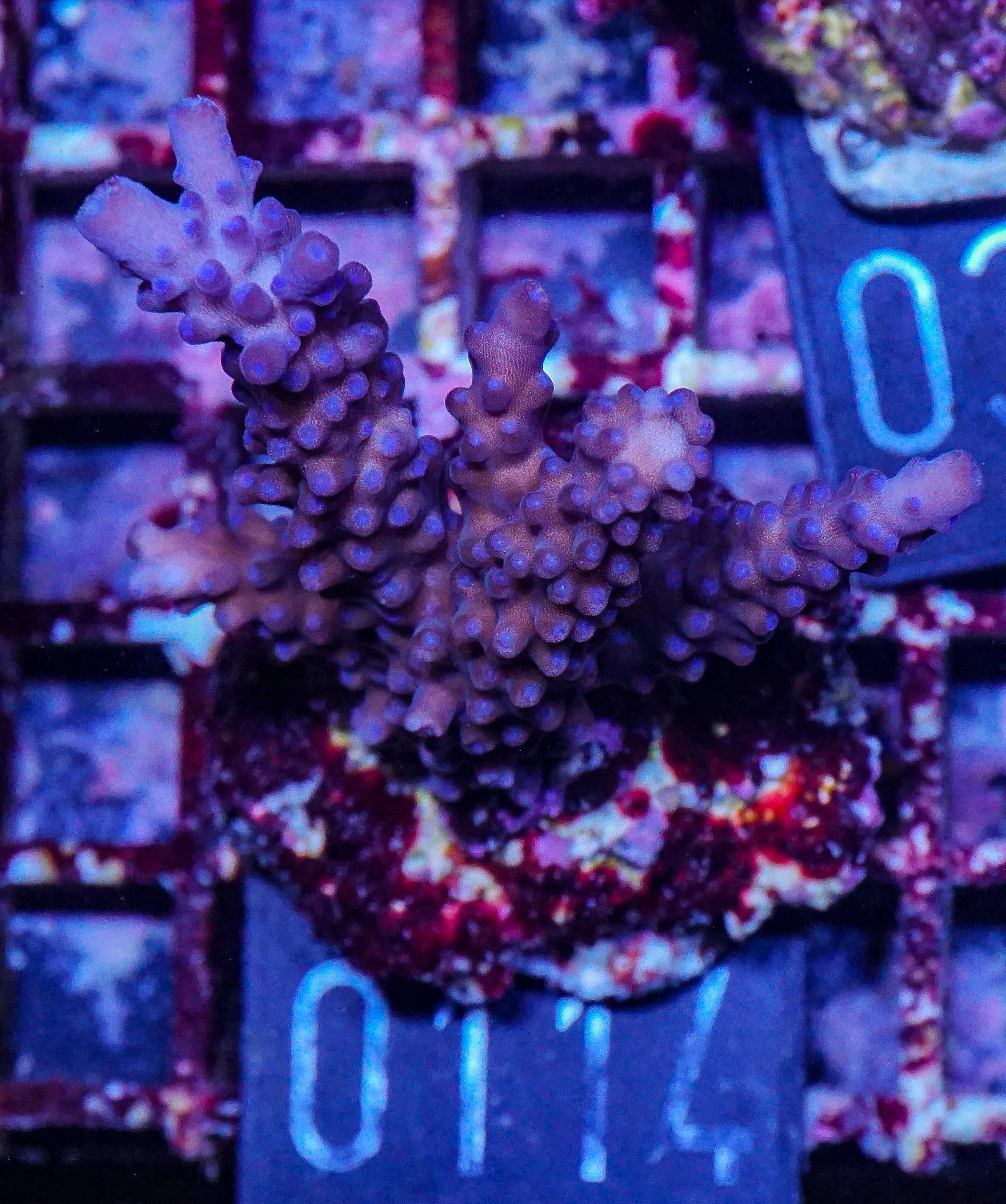 Acropora rufus „miyagi“