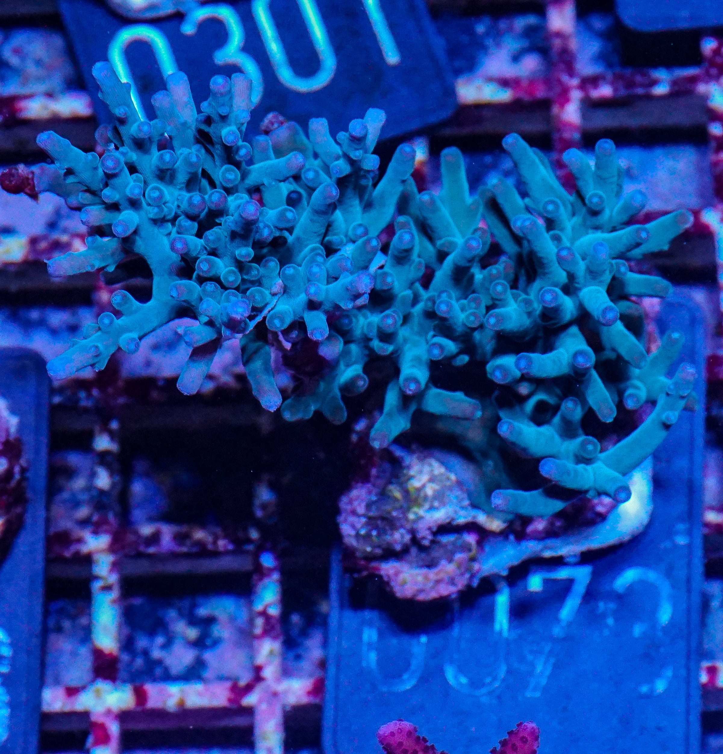 Acropora echinata