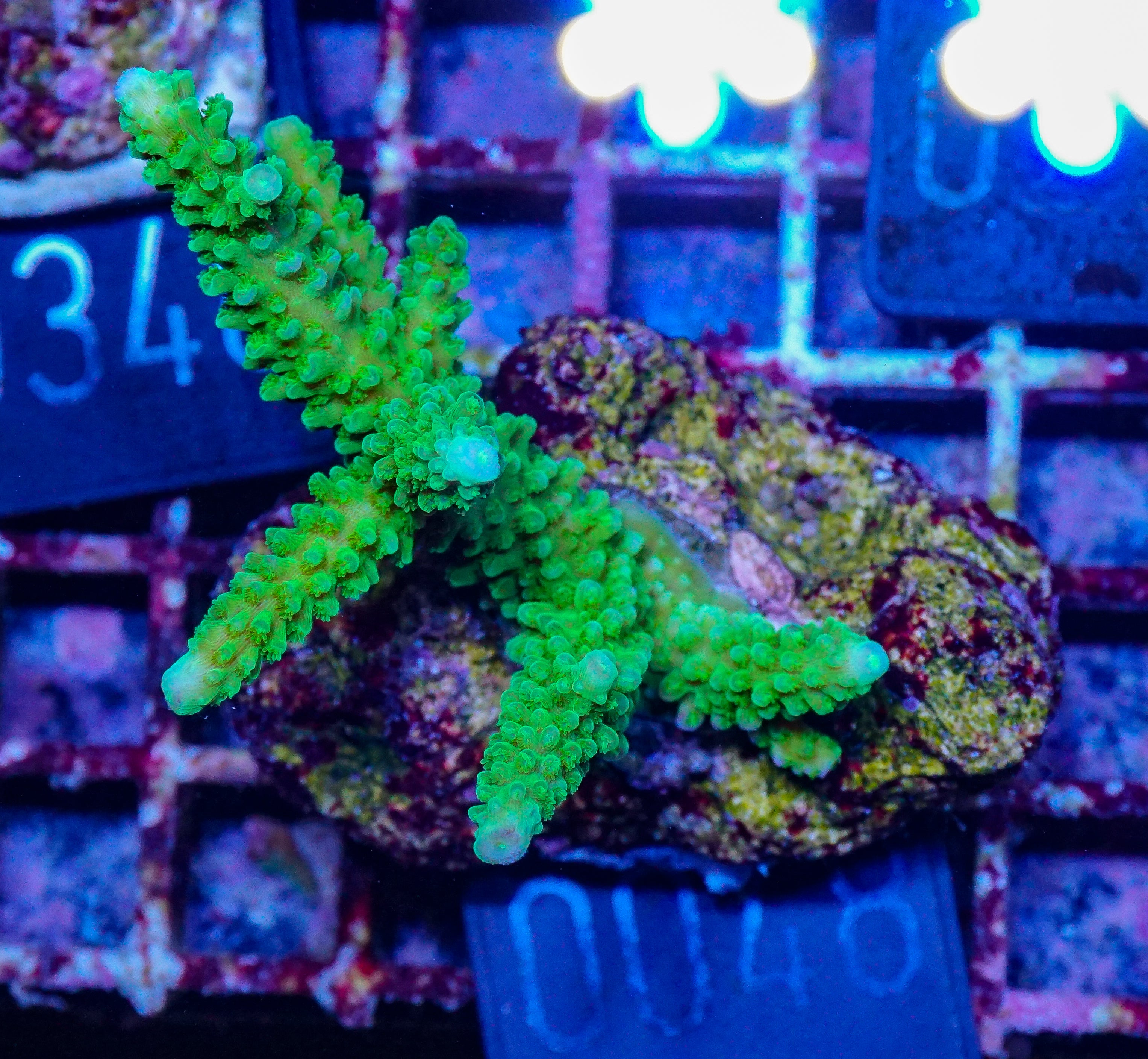 Acropora tumida "Enzmann"