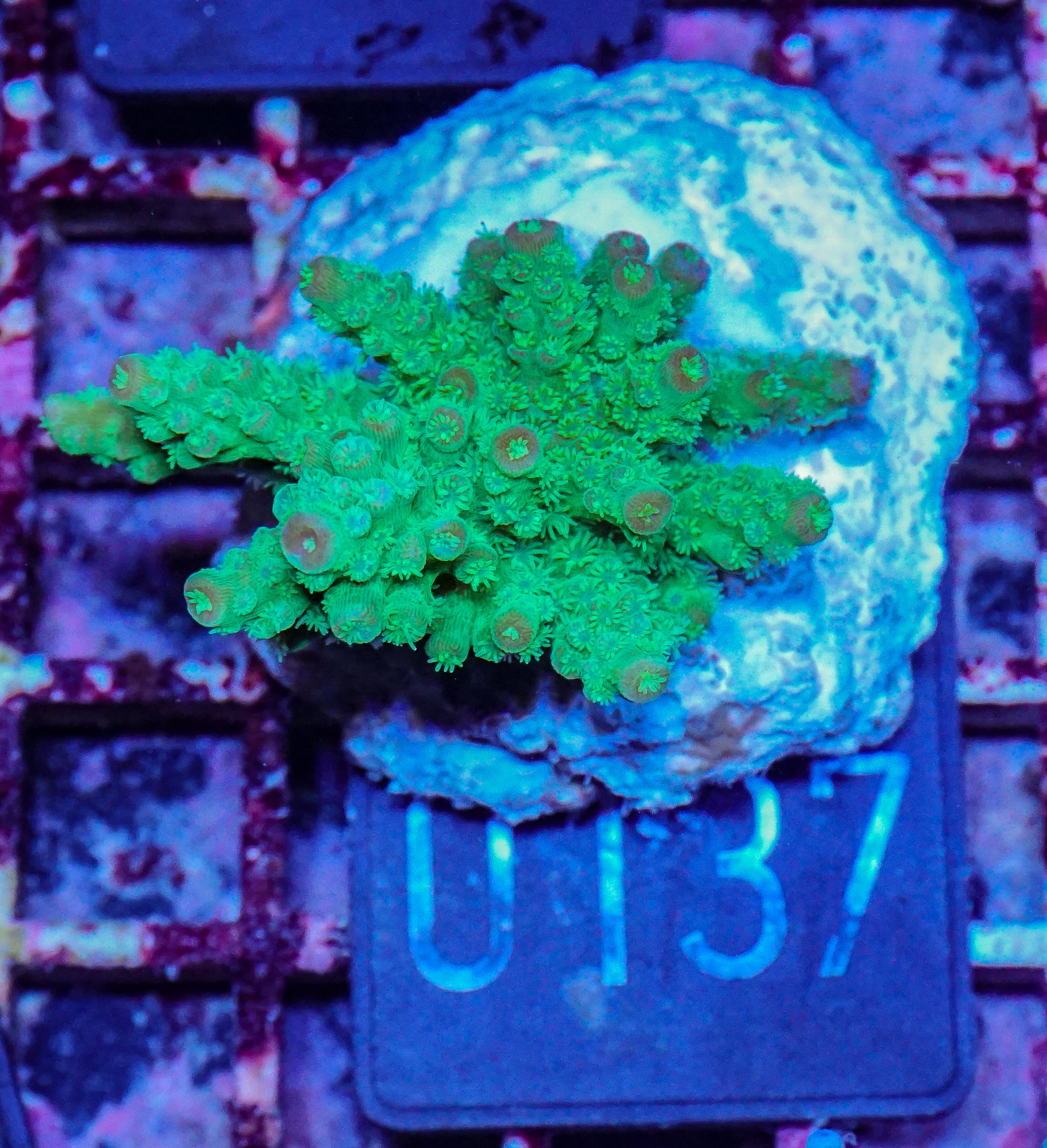 Acropora florida „orange blossom"