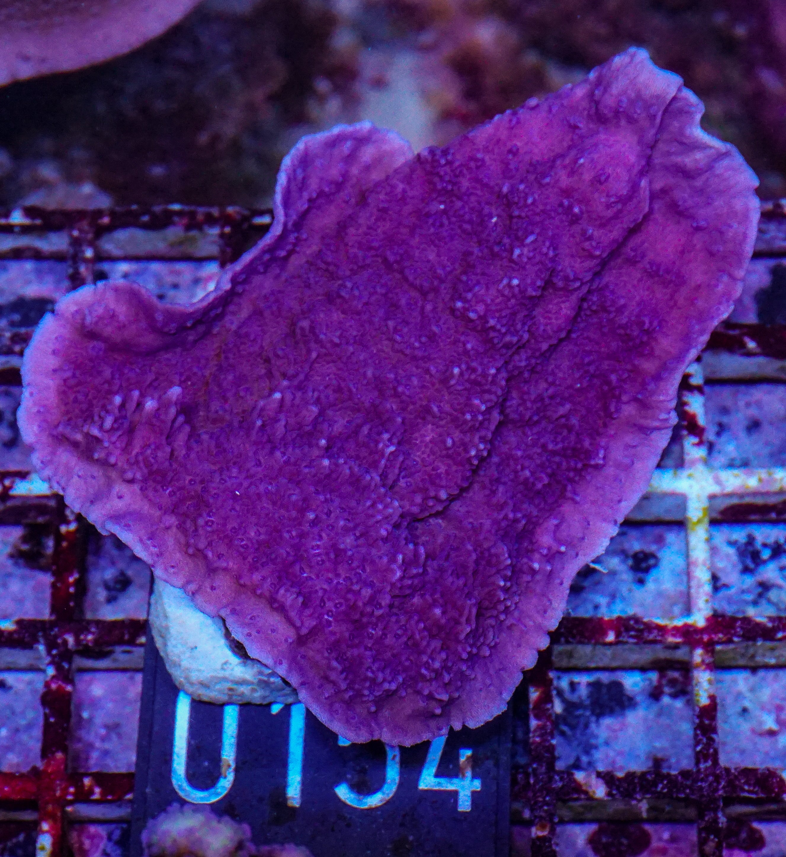Montipora sp. purple