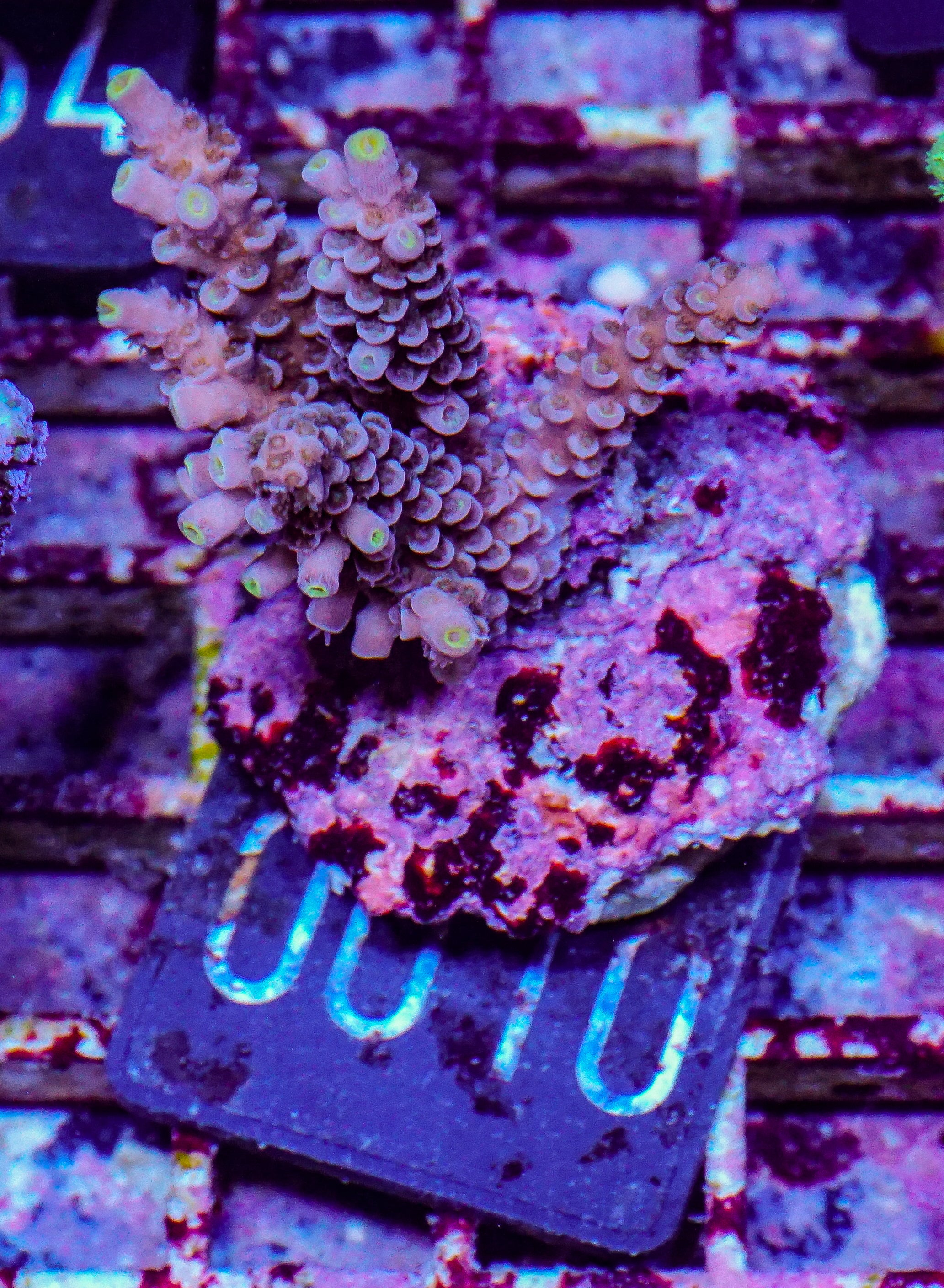Acropora tenuis “Walt Disney art”