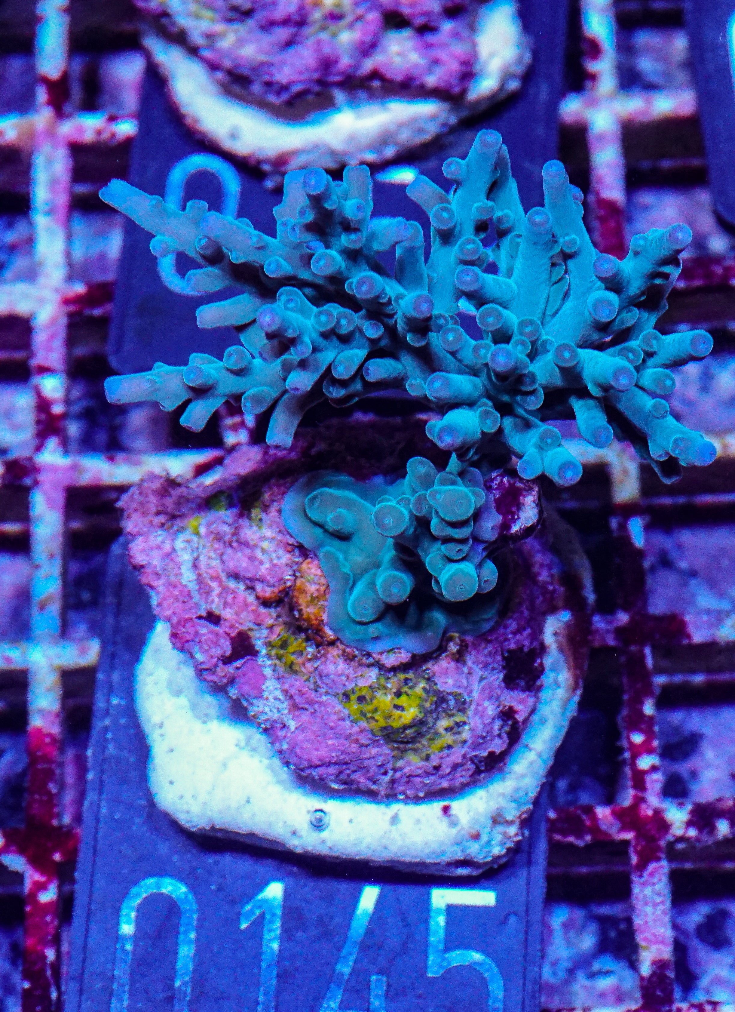 Acropora echinata