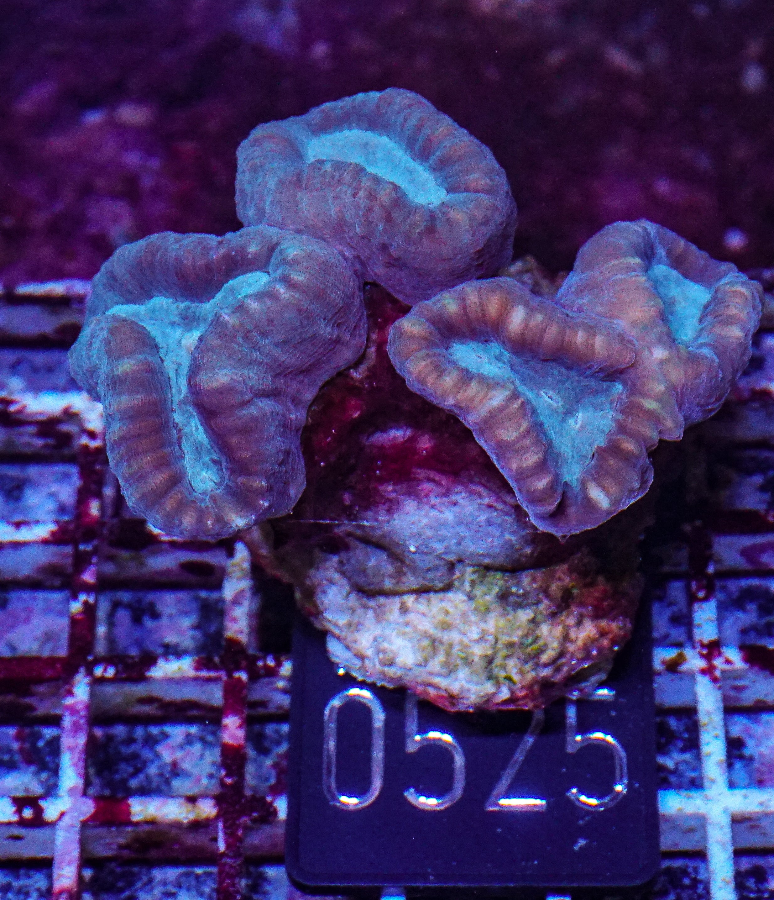 Caulastraea echinulata