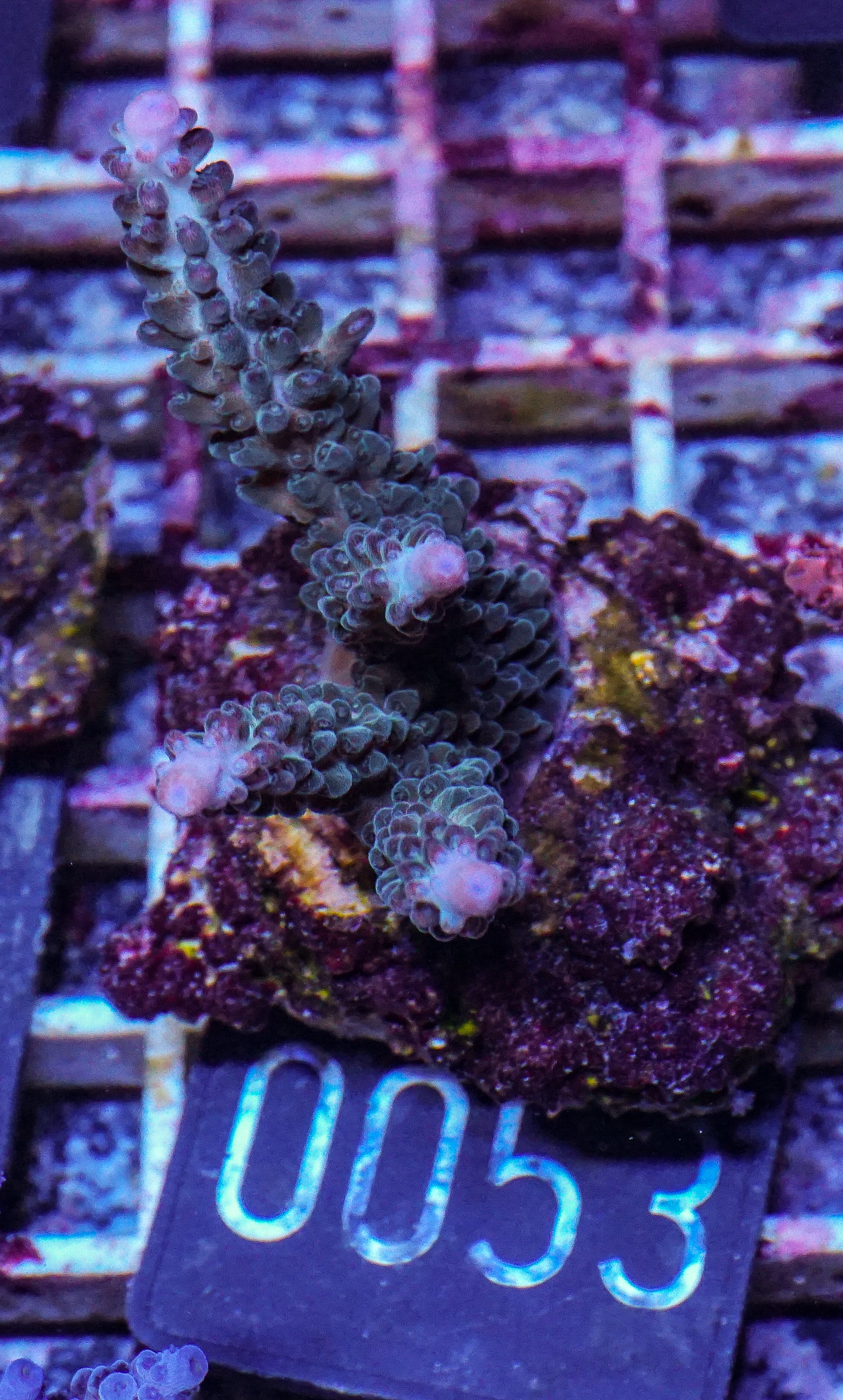 Acropora kosurini “pink tips”
