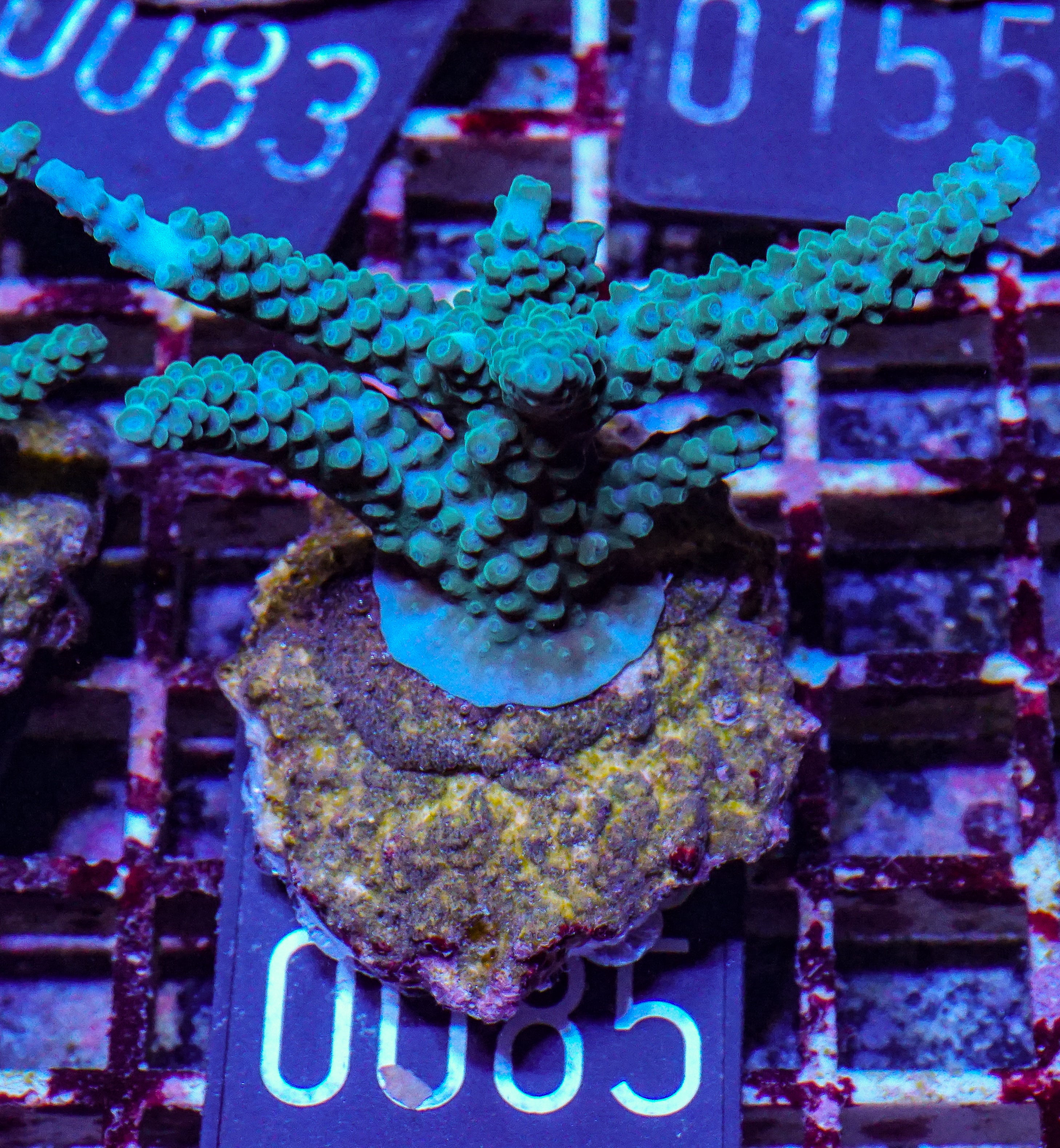 Acropora formosa
