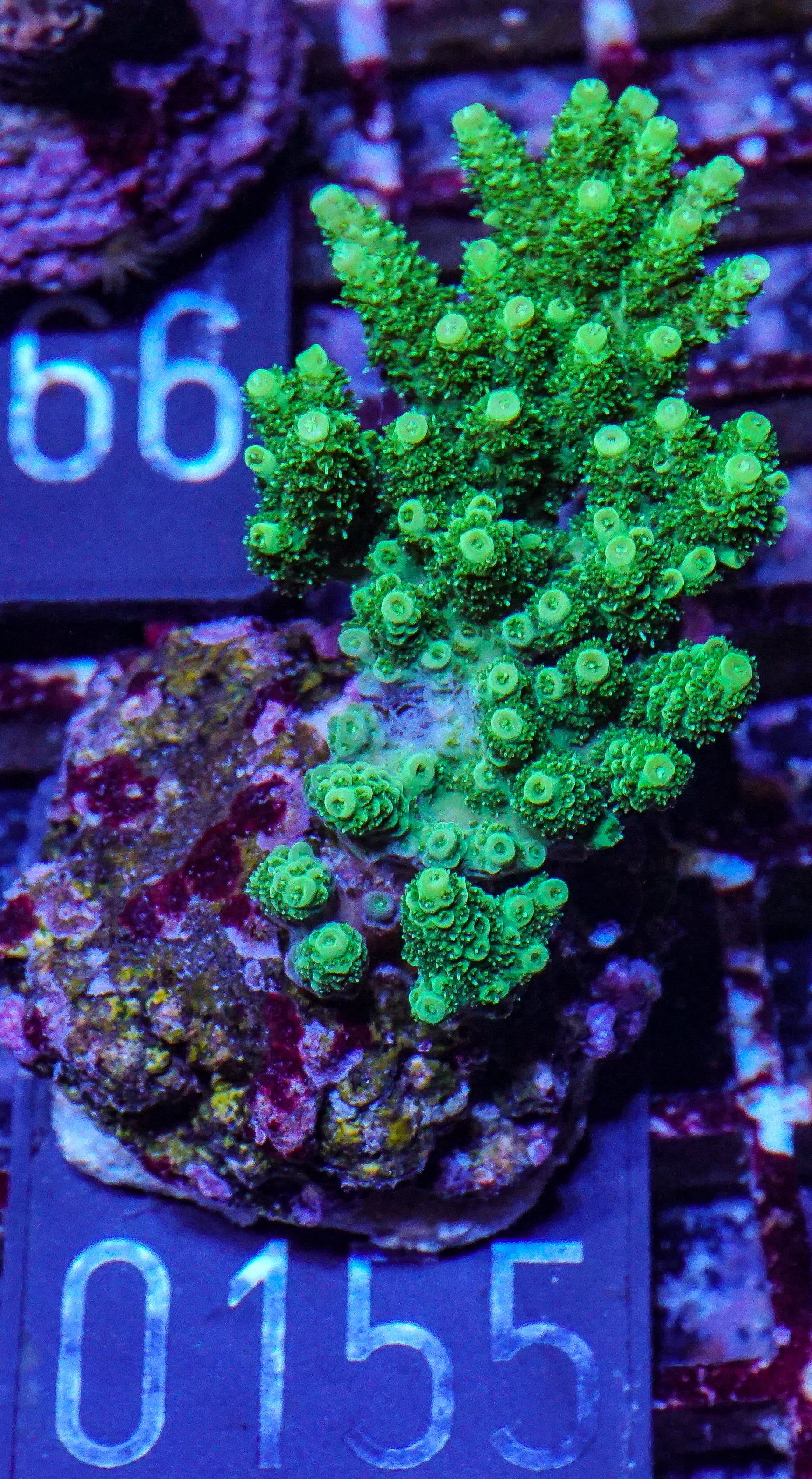Acropora hyacinthus “green forest”