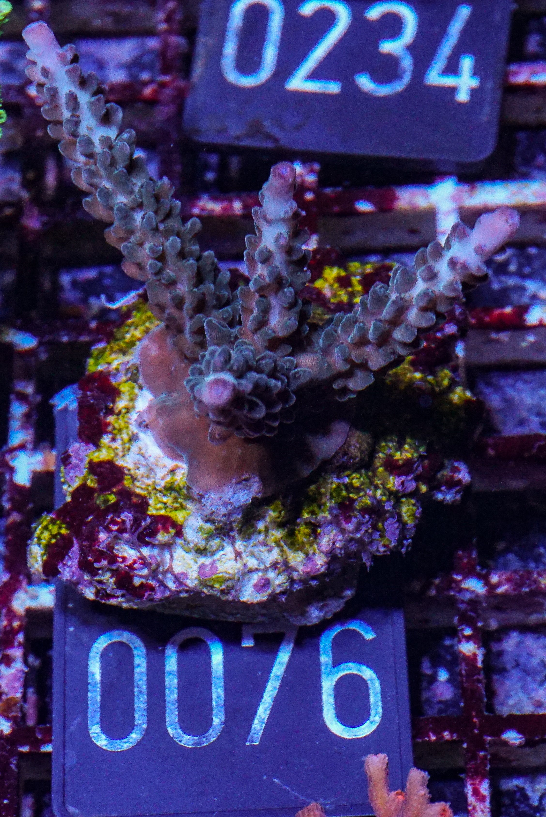 Acropora kosurini “pink tips”