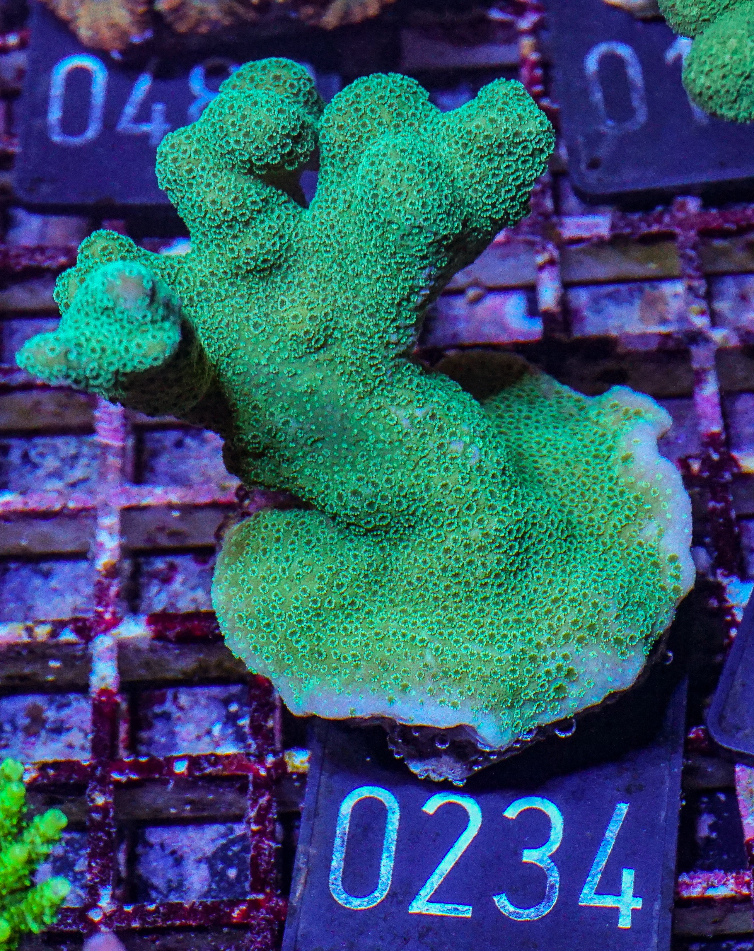 Montipora digitata purple