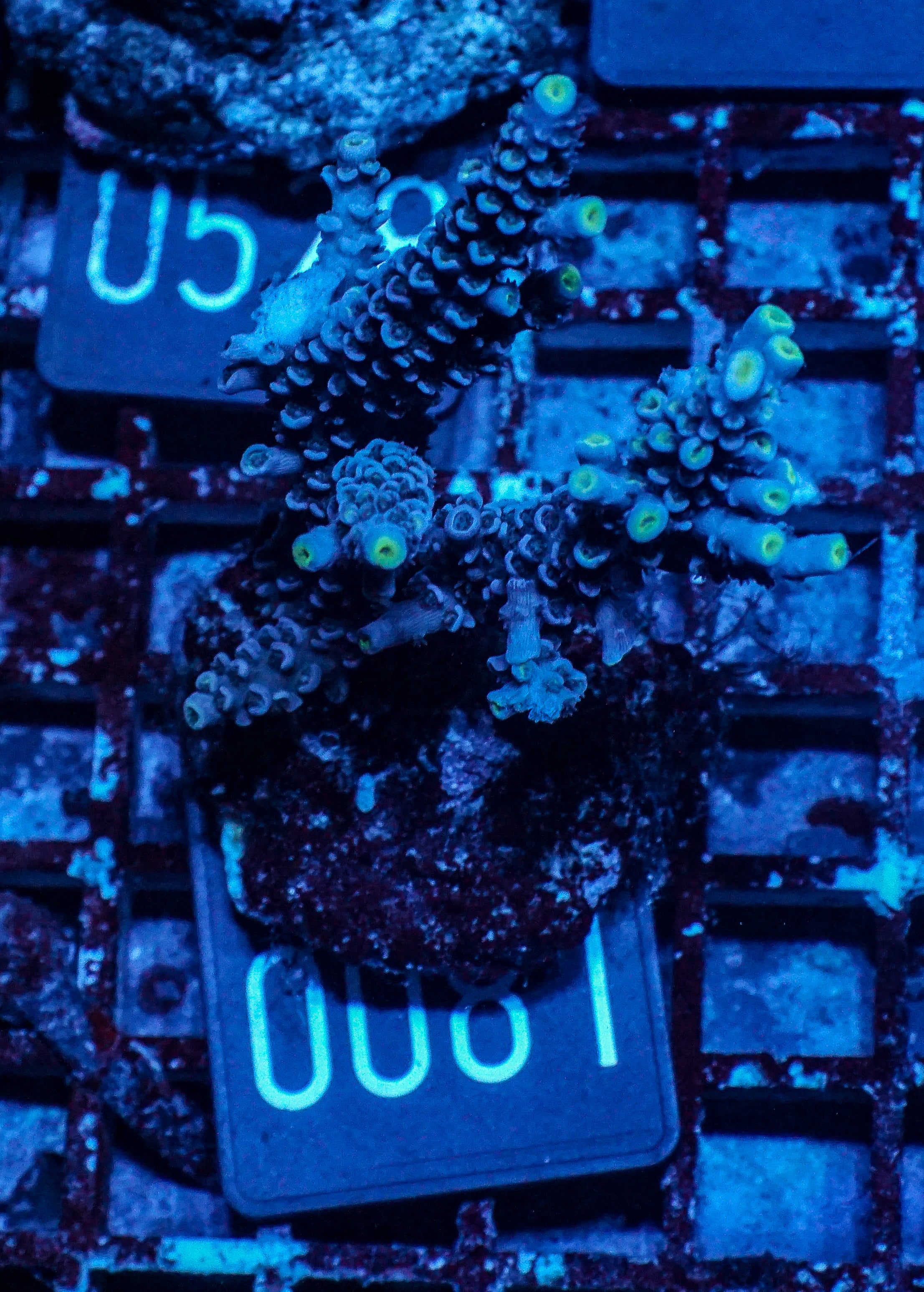 Acropora tenuis “Walt Disney art”