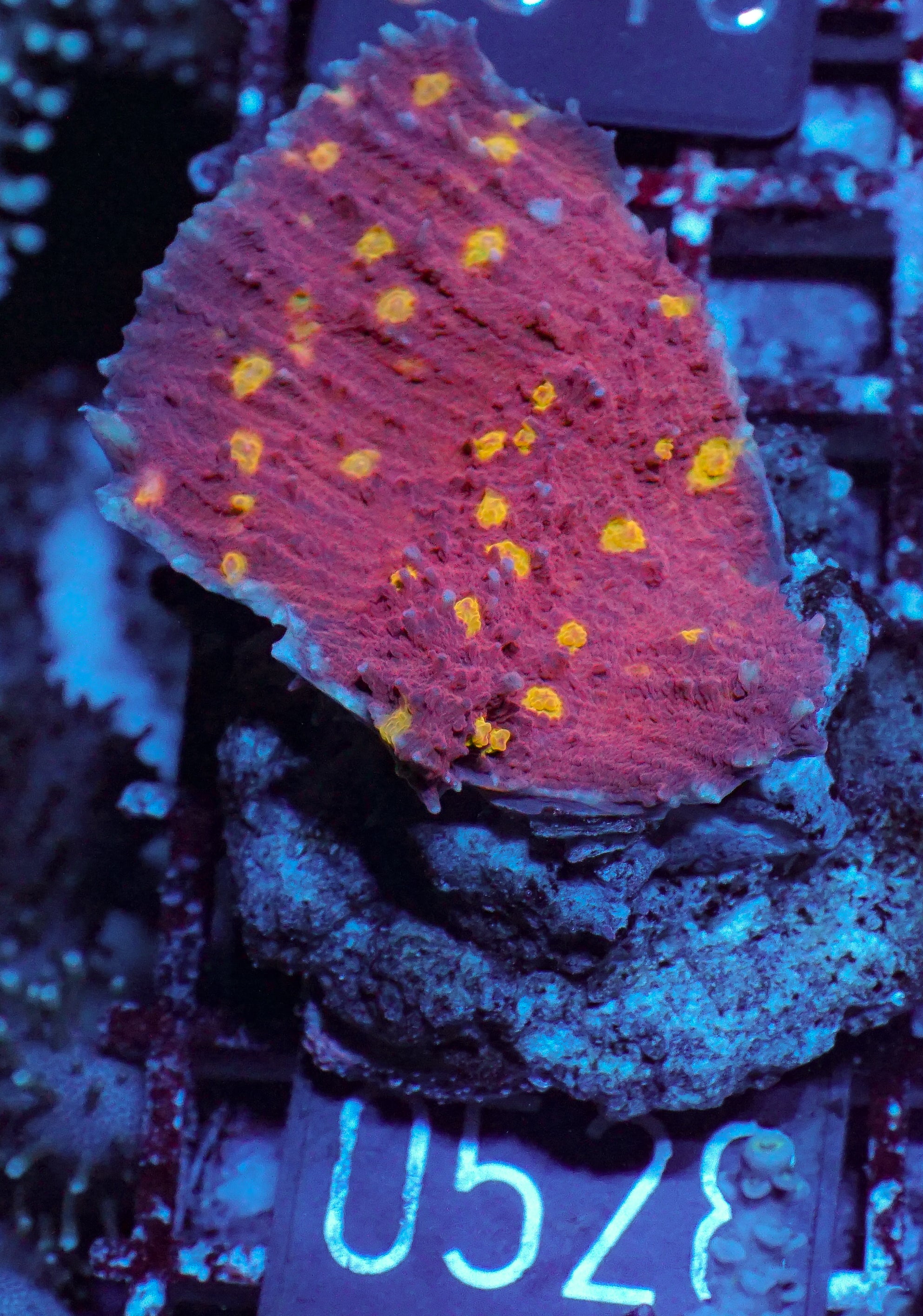 Chalice "Cosmic Eye"