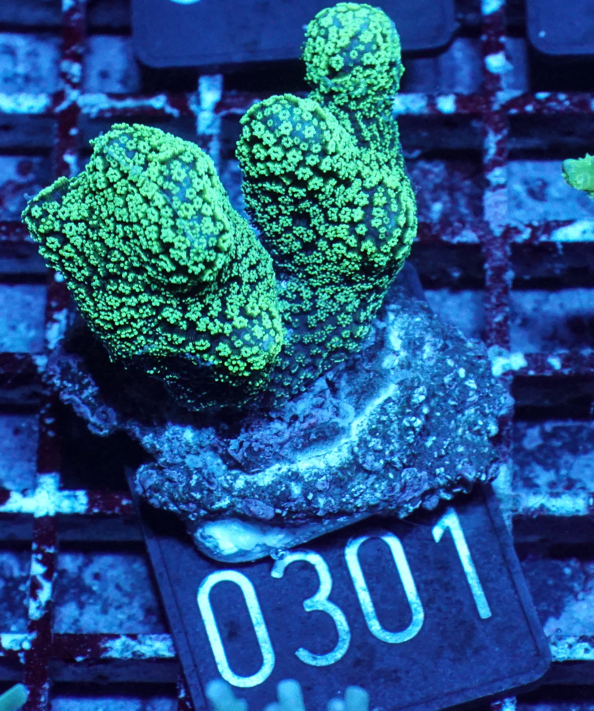 Stylophora pistillata "green"