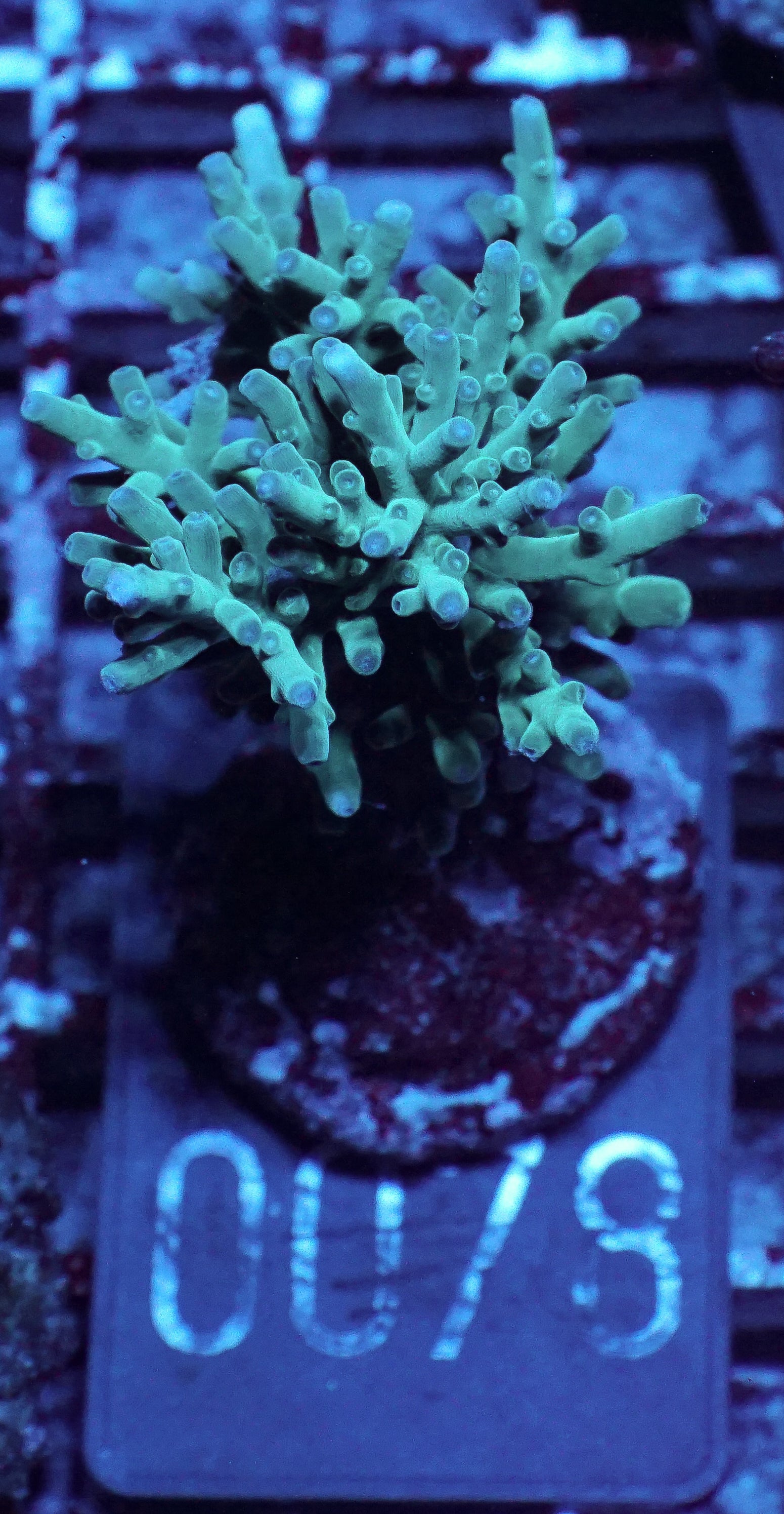 Acropora echinata