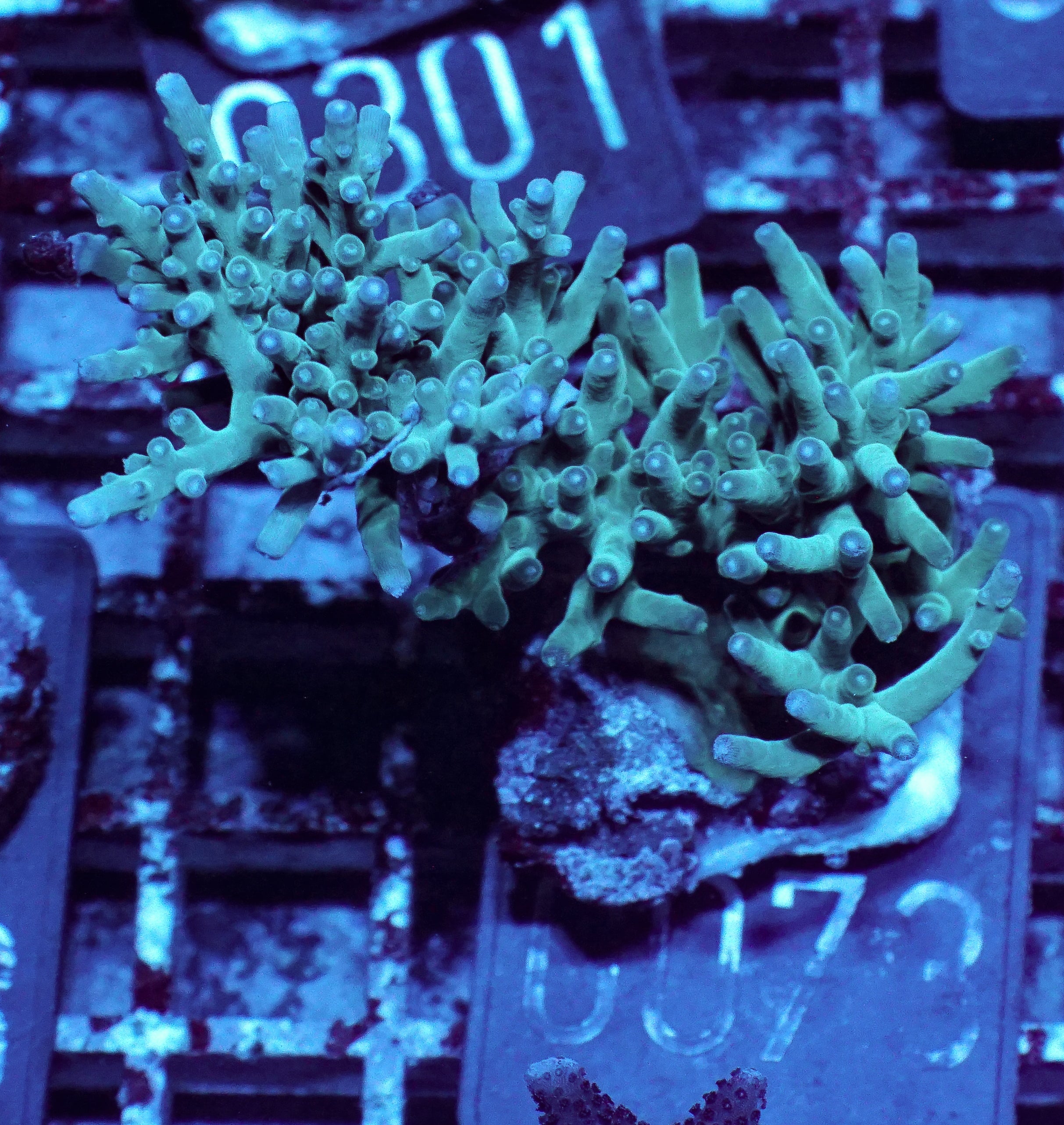 Acropora echinata