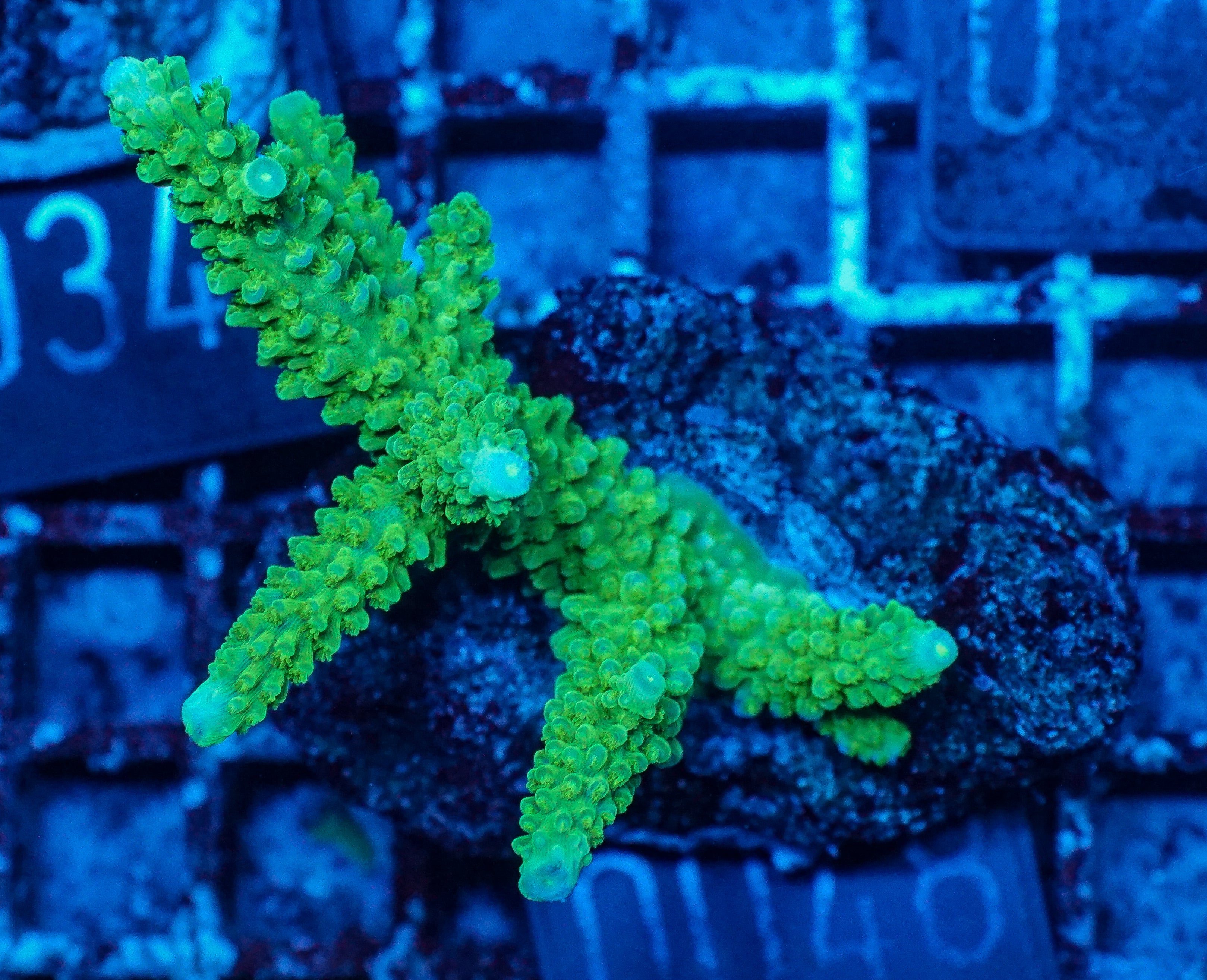 Acropora tumida "Enzmann"