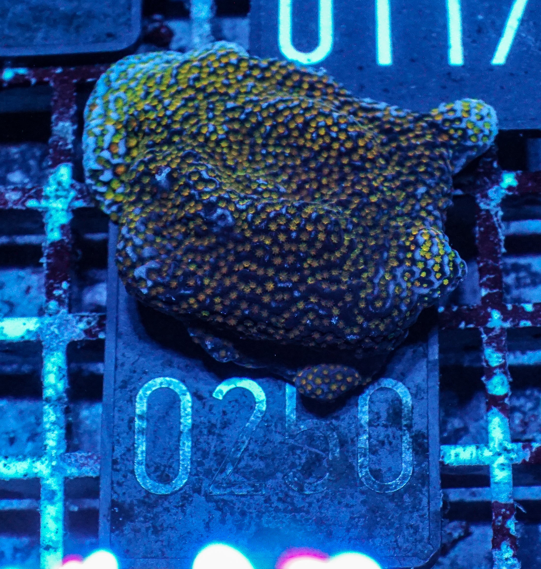 Montipora mollis "rainbow"