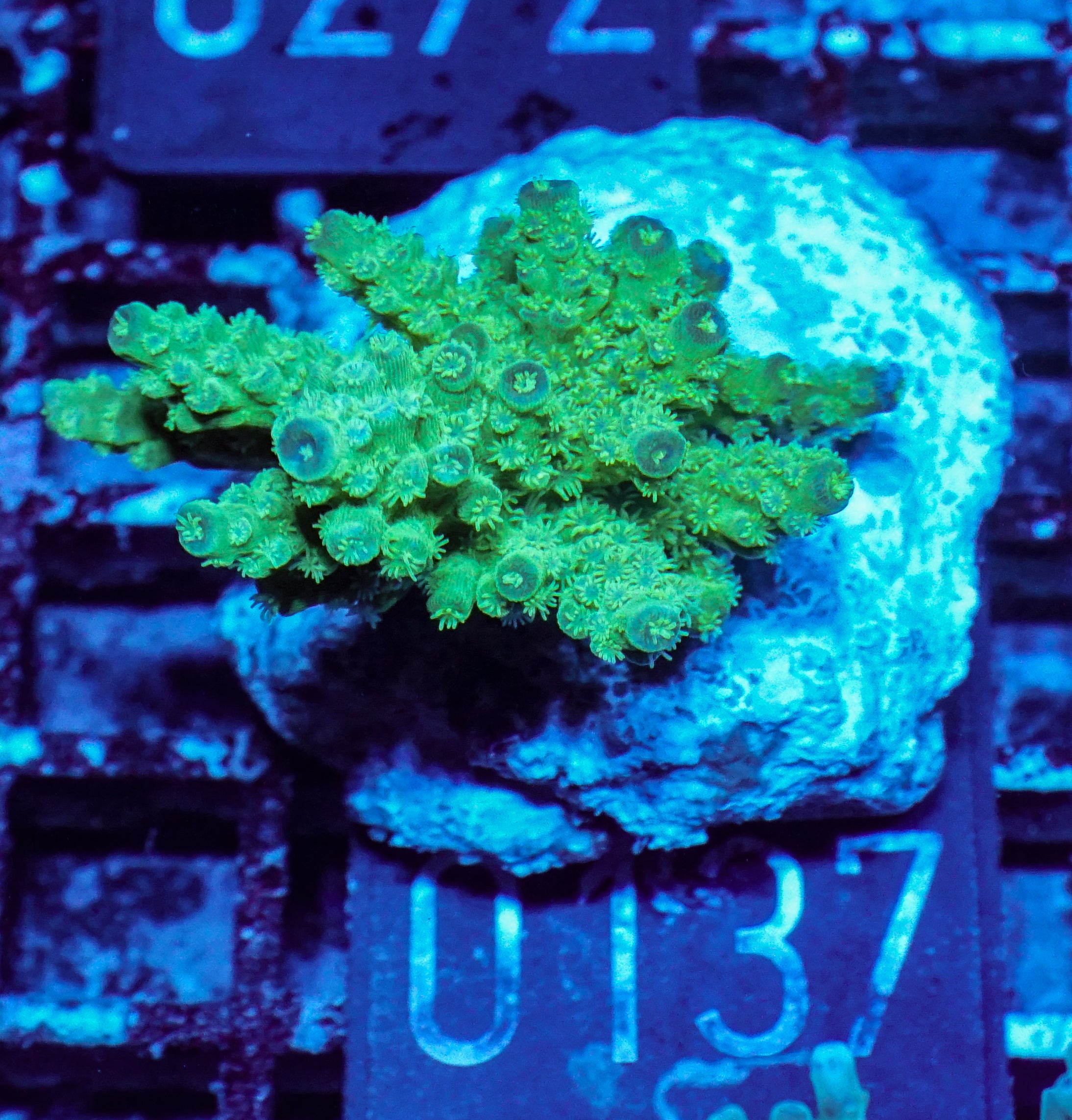 Acropora florida „orange blossom"