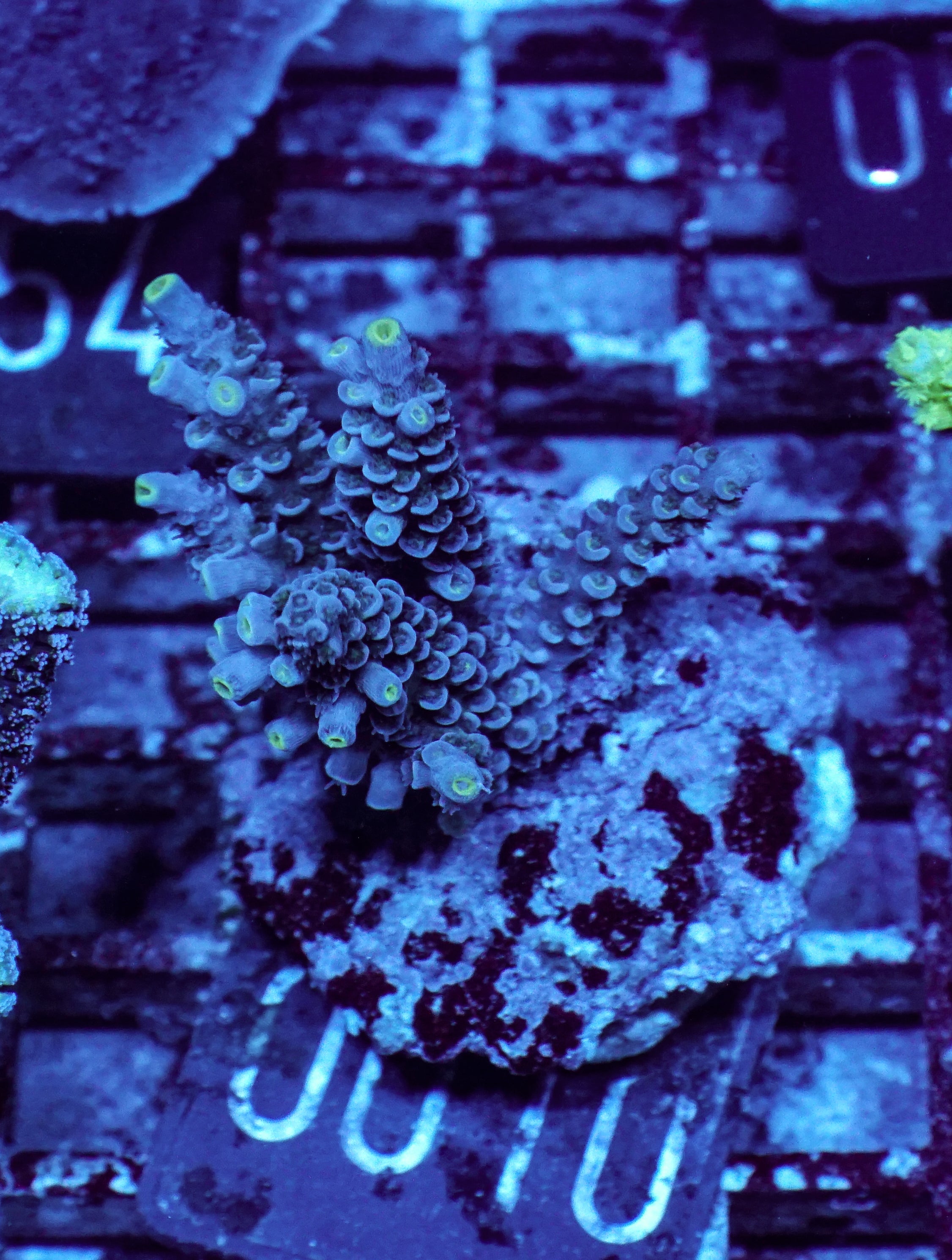 Acropora tenuis “Walt Disney art”