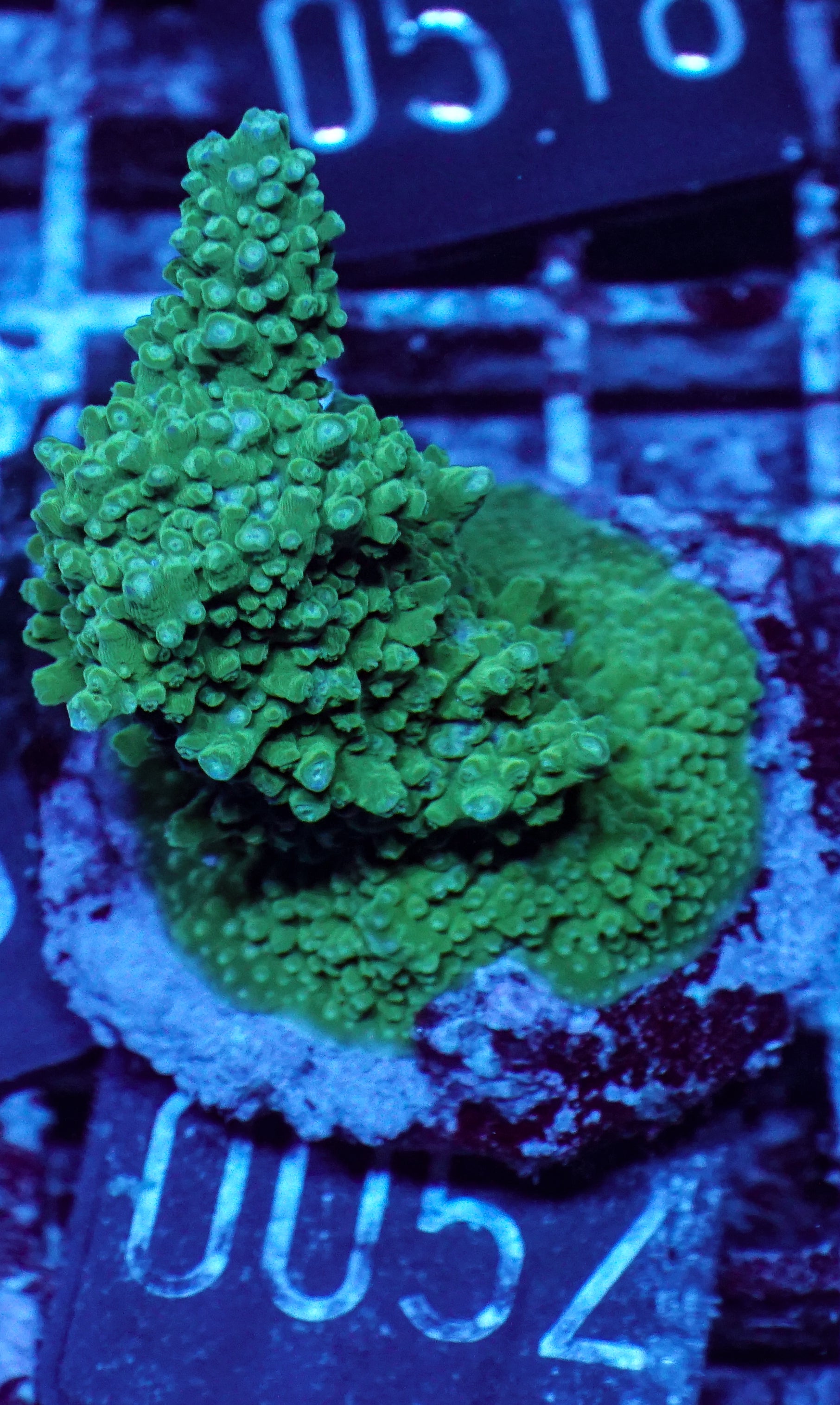 Acropora sp.