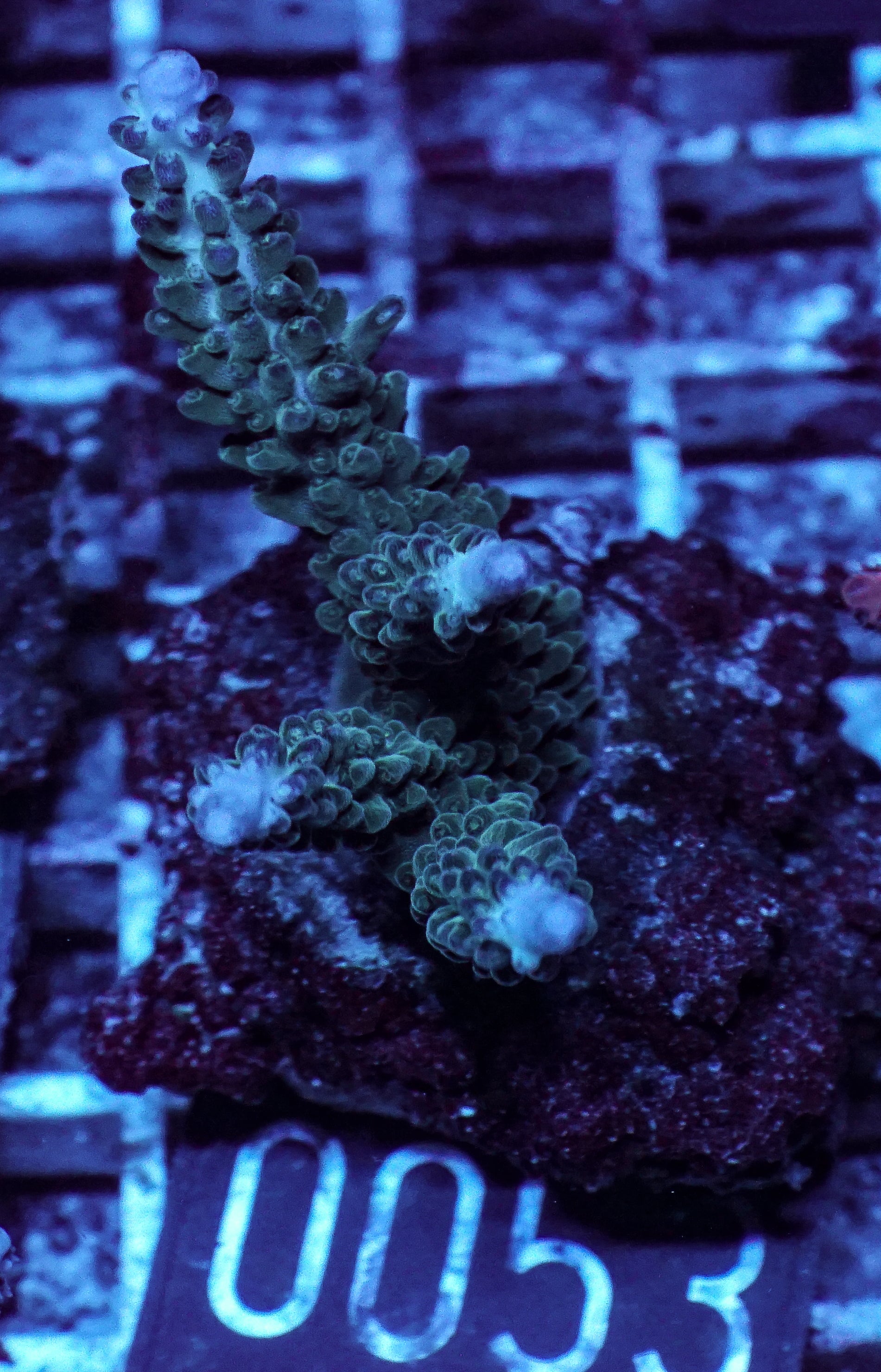 Acropora kosurini “pink tips”