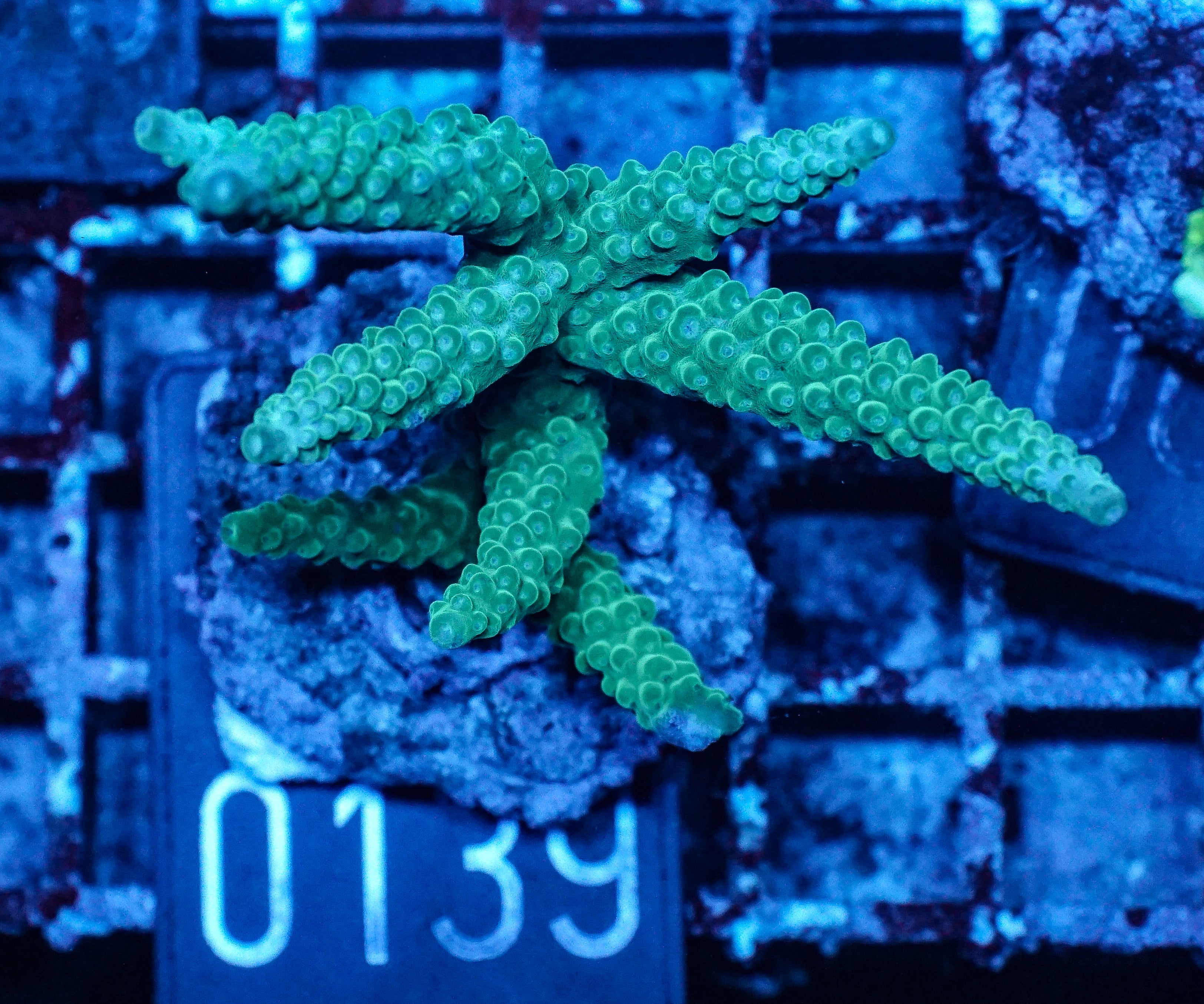 Acropora formosa
