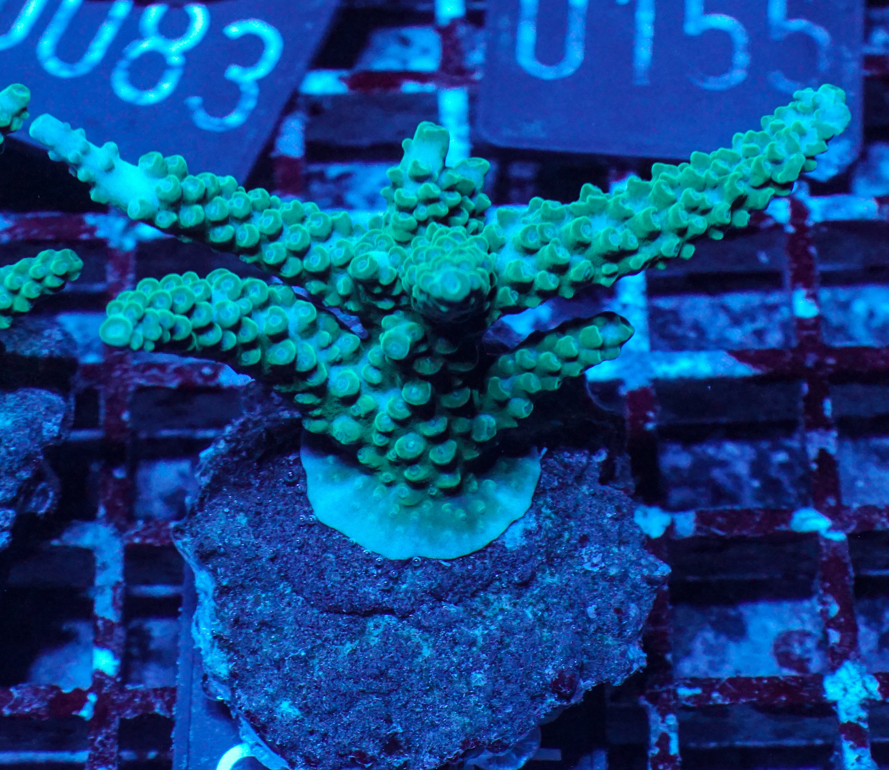 Acropora formosa