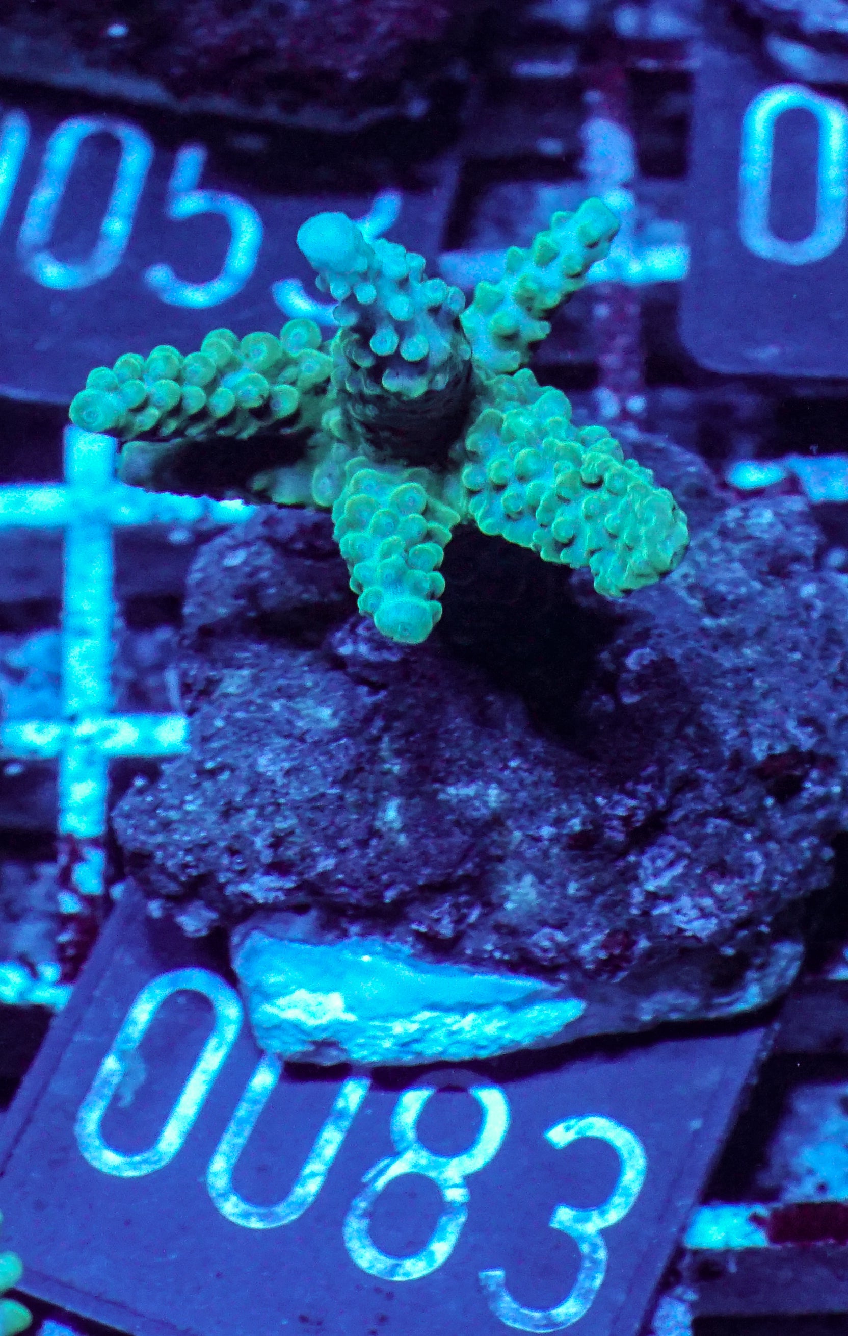 Acropora formosa